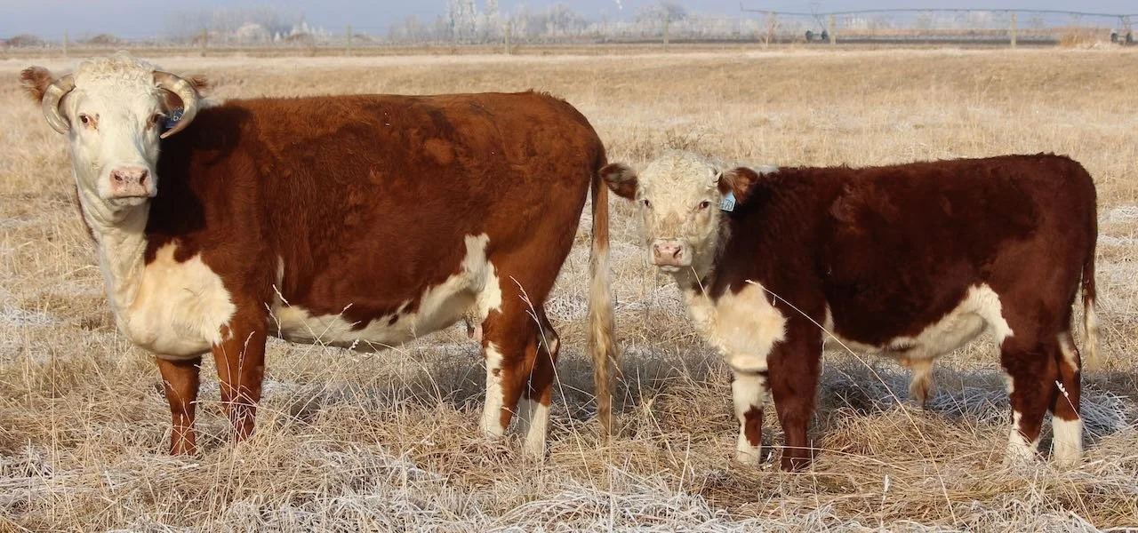 Pictured cows trace to 33H multiple times