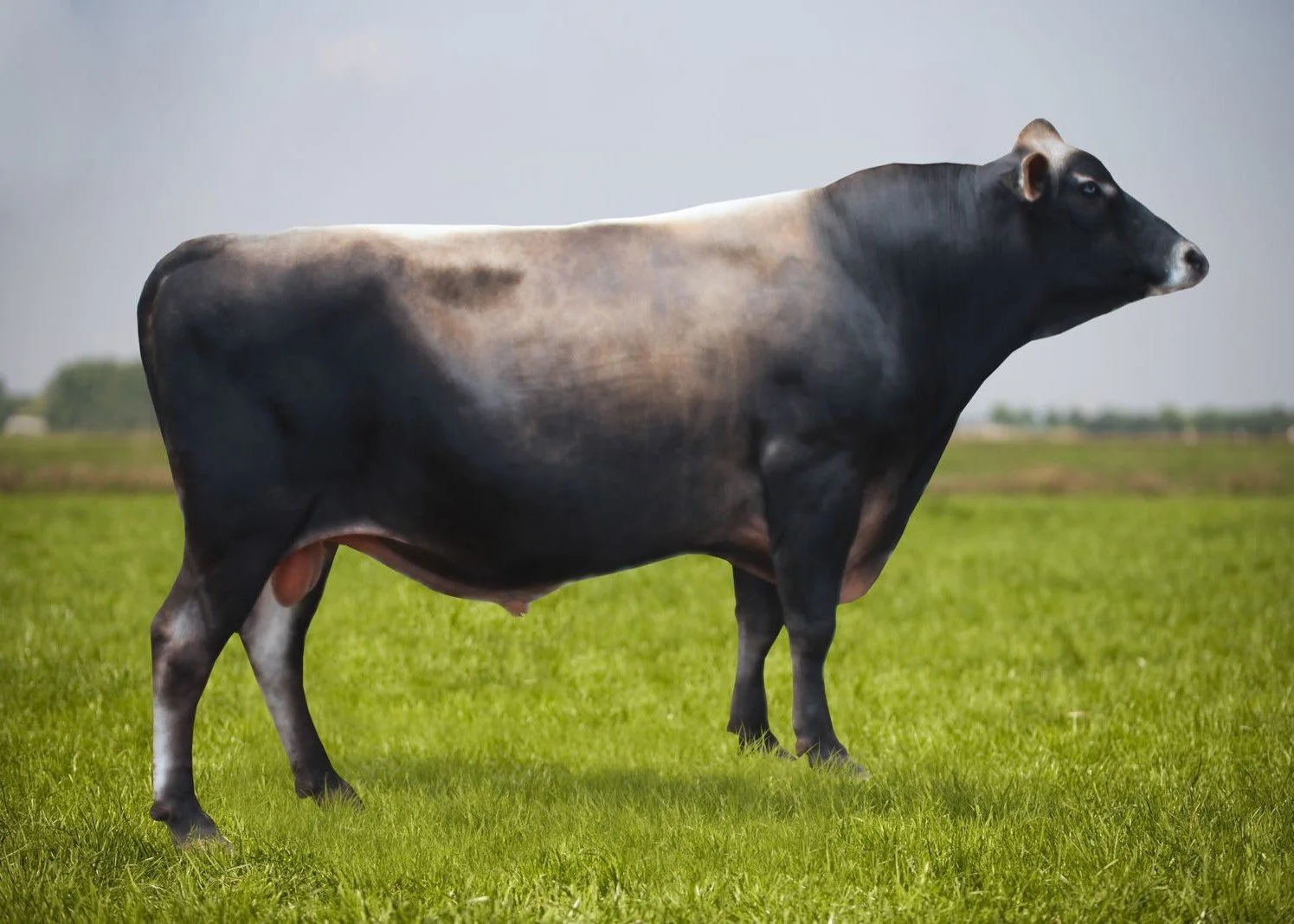 Ardachie Overlord PP - Peacemaker's sire
