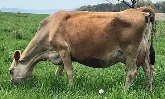 Lou's dam - still producing at 12 years of age