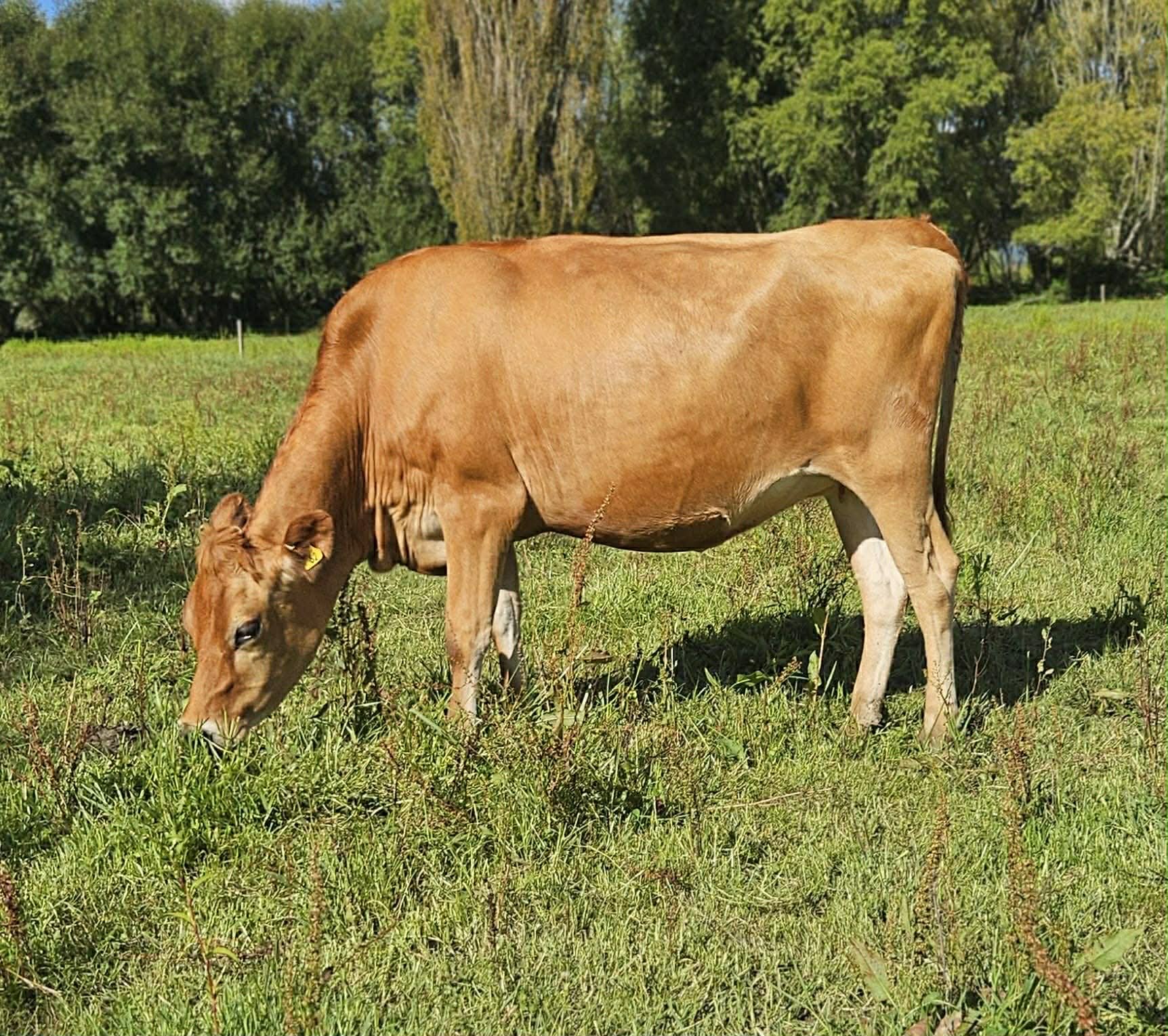 Ardachie Haymaker PP daughter