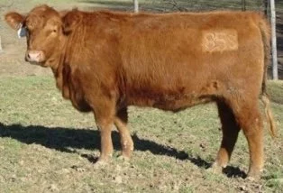157Y's dam