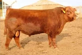 157Y's sire