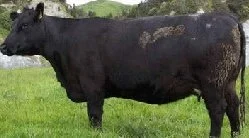 Pinebank Waigroup 41/97's daughter at 6-years-old
