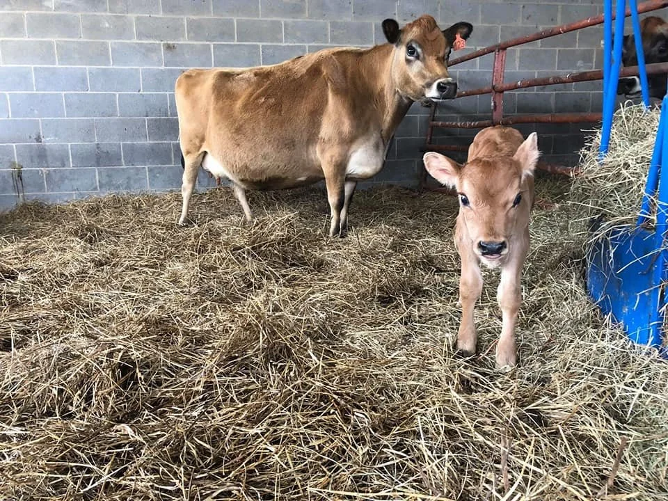 With dam as calf