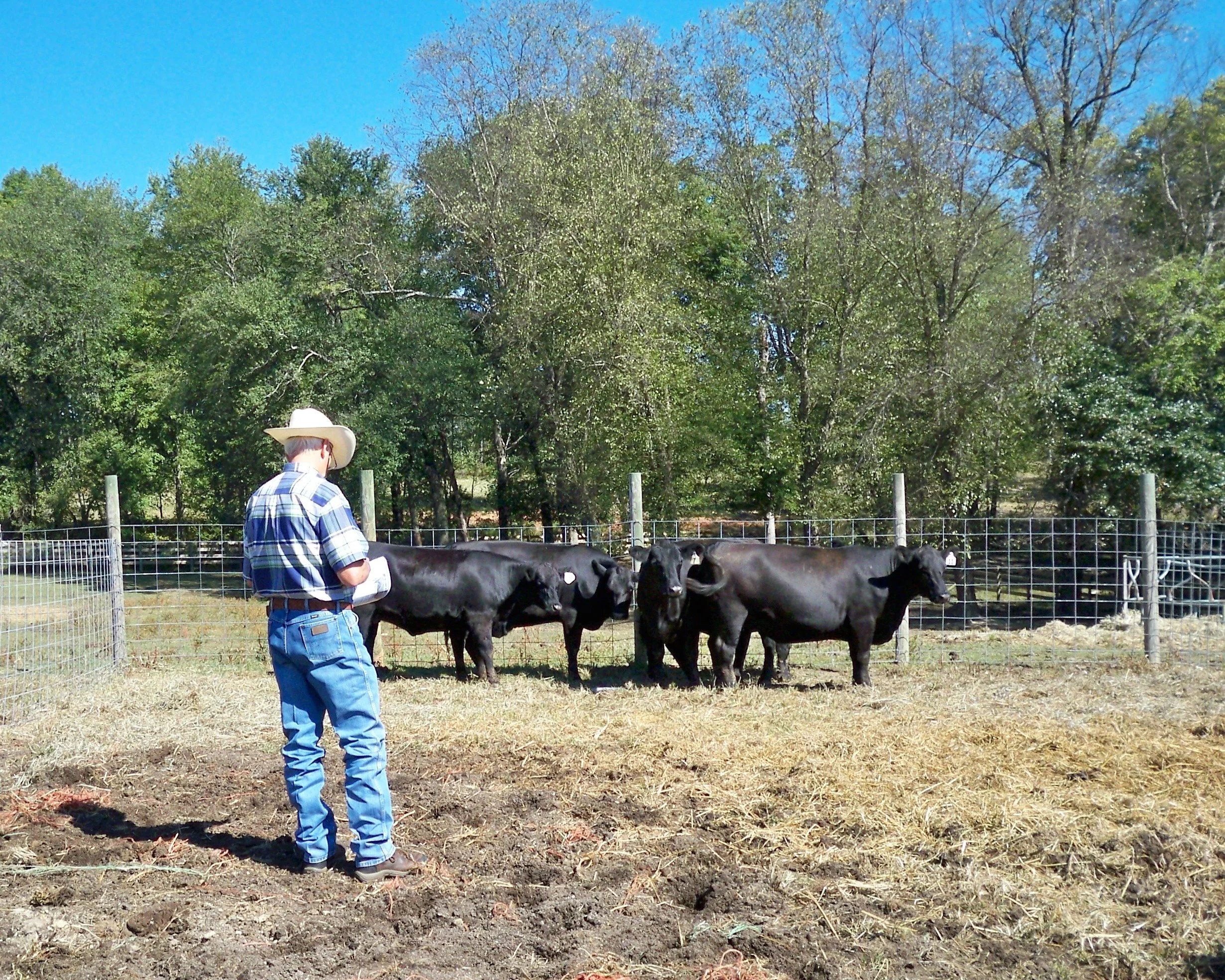 Hodge evaluating Sipe Angus, NC