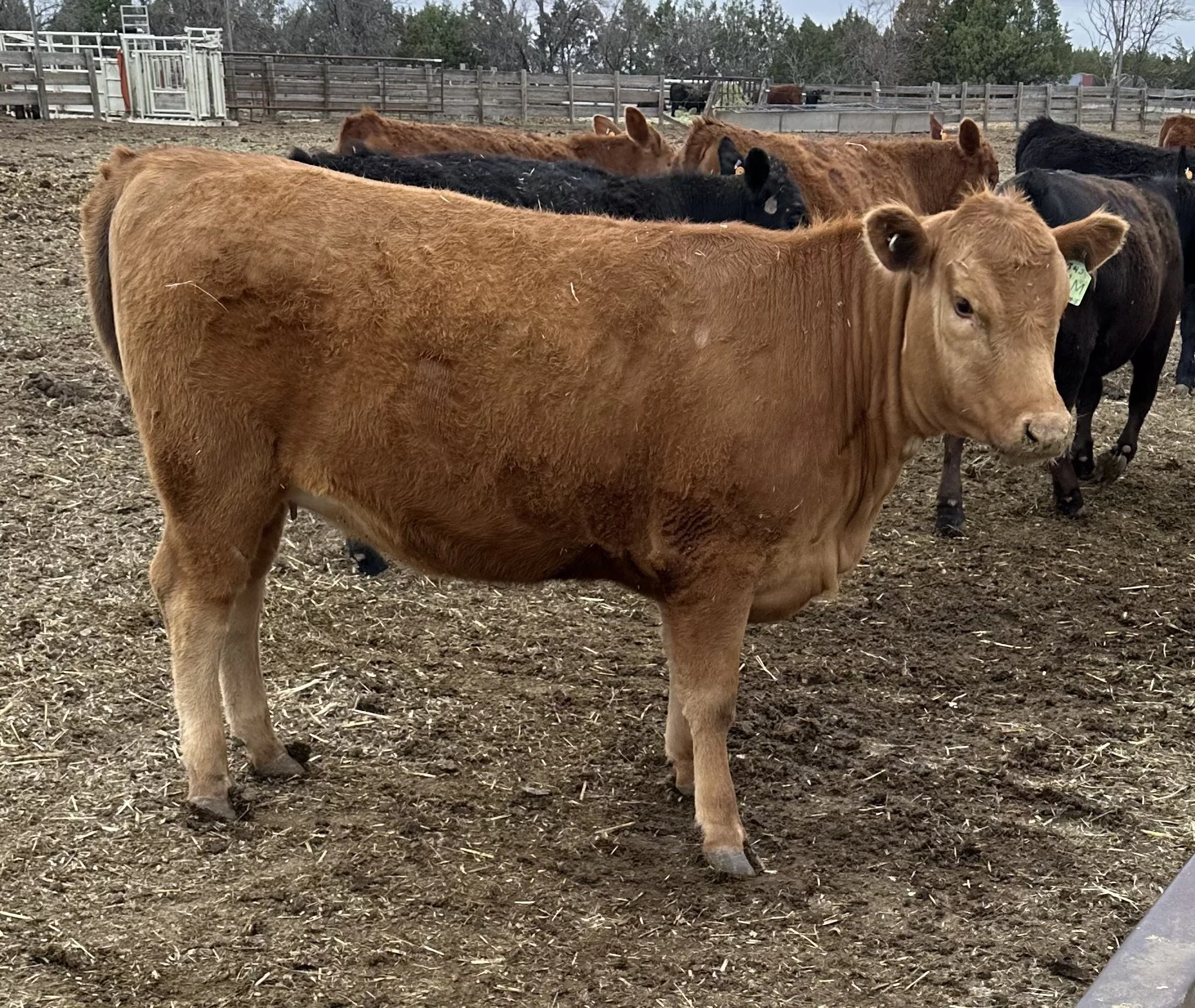 154J's weaned daughter at Kent Herman Ranch, Co
