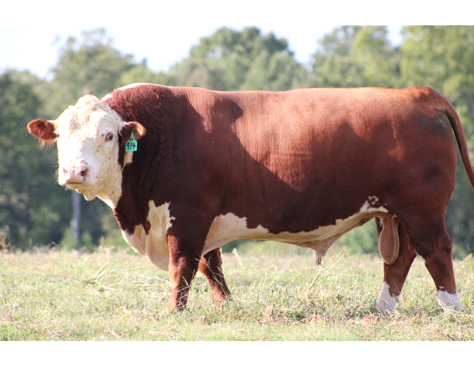 WF Edisto Plato 711-411 (914), a forage-based Hereford sire with proven lineage.