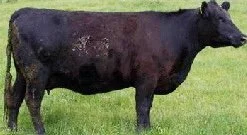 Pinebank Waigroup 41/97's daughter at 2-years-old