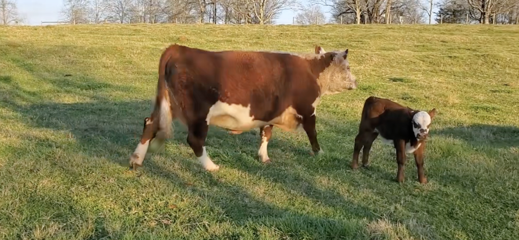 10-year-old dam with calf