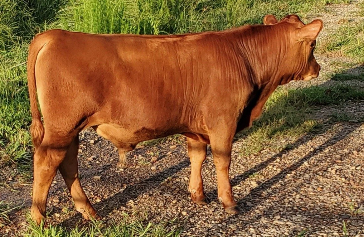 21K as a calf
