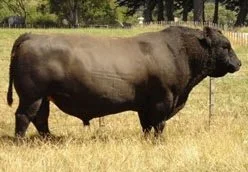 Pinebank Waigroup 41/97 at 9-years-old