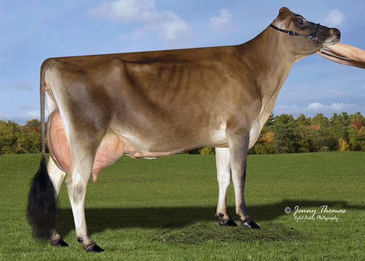 Dam - Edan Oliver Foxtrot PP