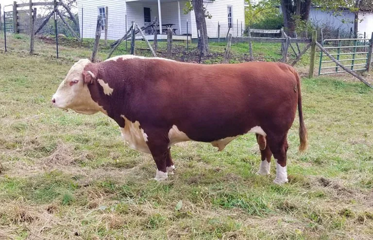 Sire of HV682