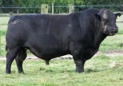 Pinebank Waigroup 41/97 at 8-years-old