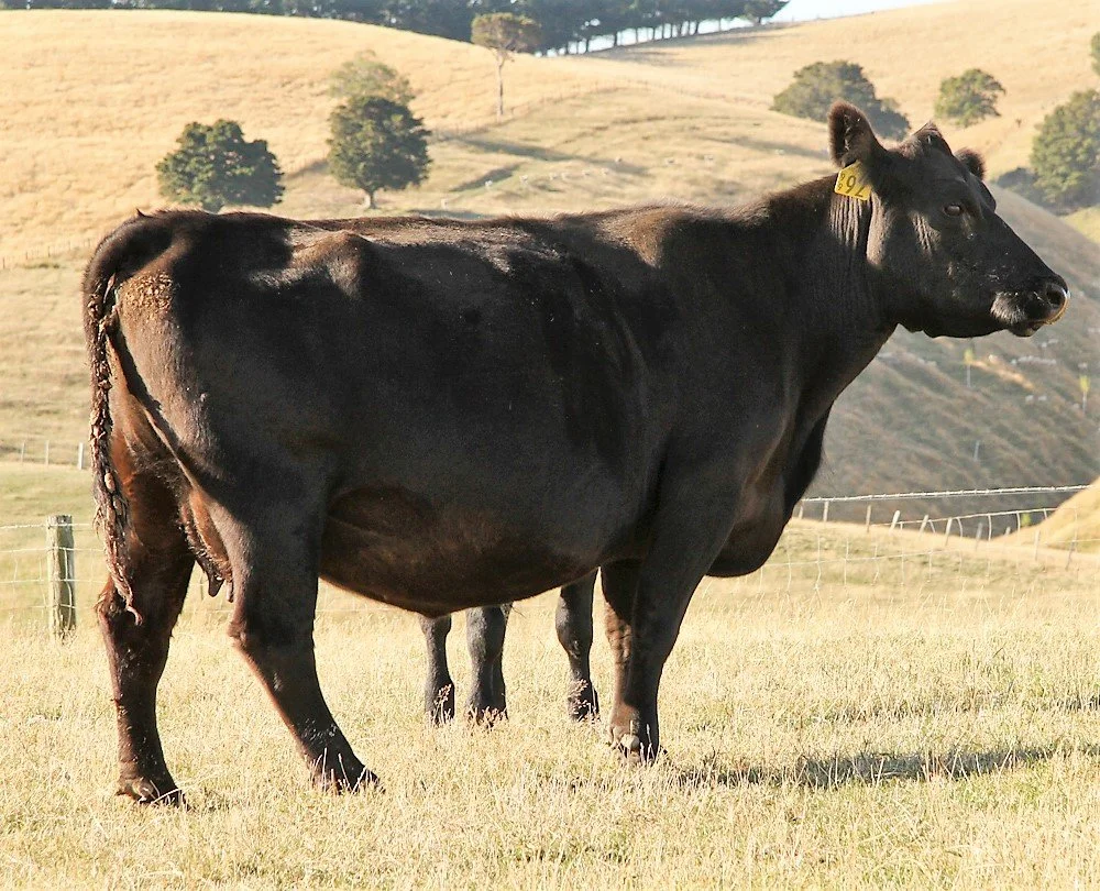 Pinebank Waigroup 41/97's daughter at 10-years-old