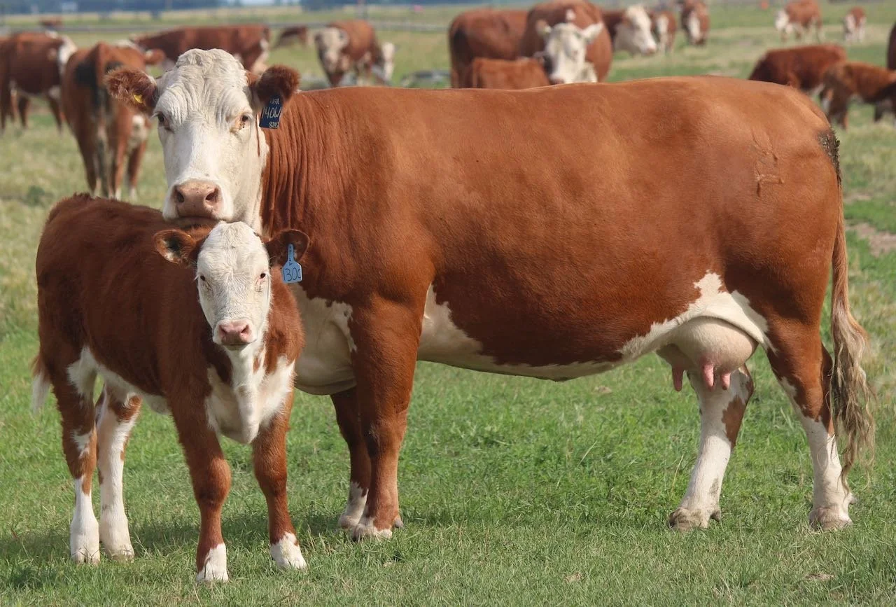 Pictured cows trace to 33H multiple times