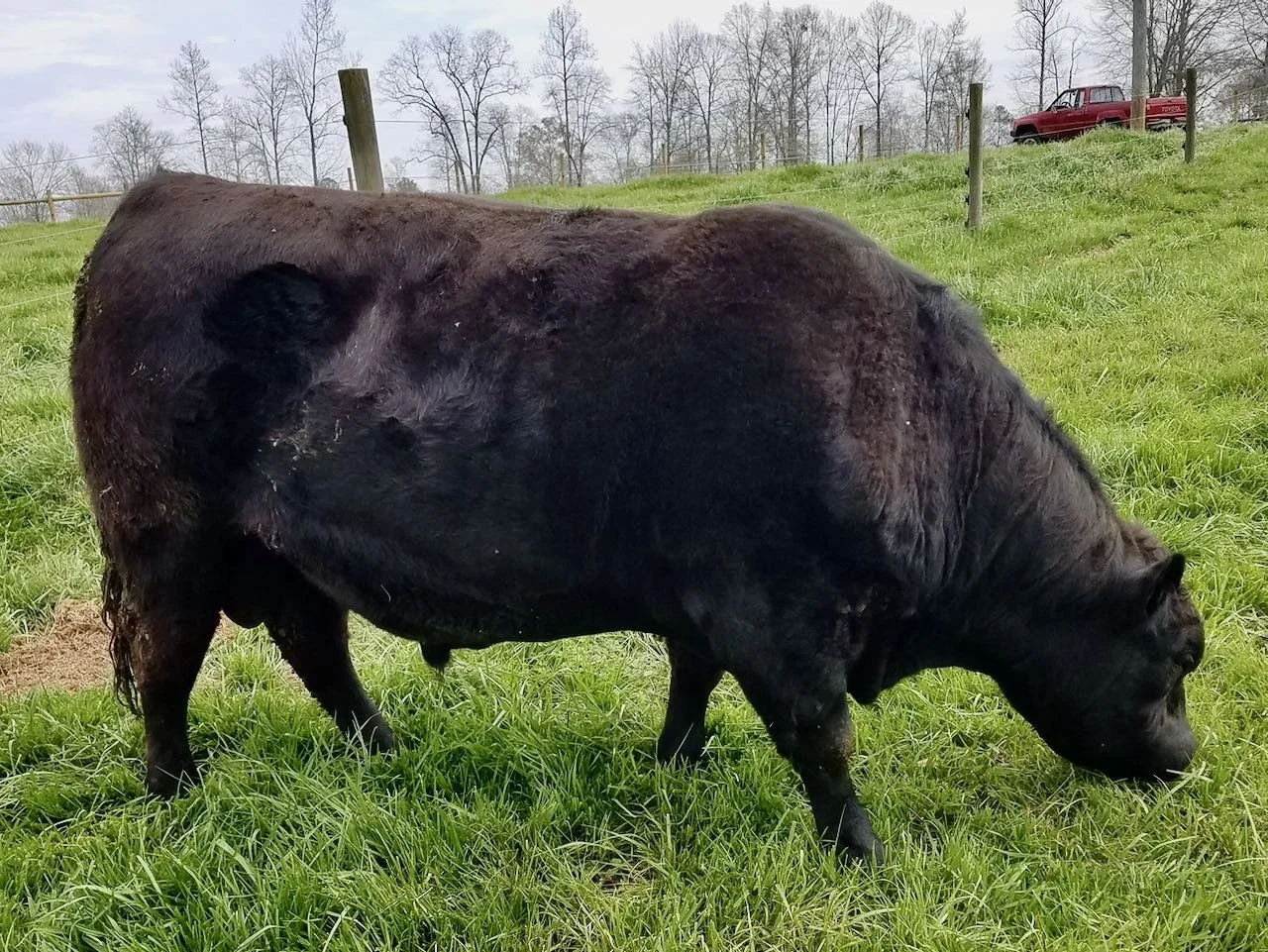 Pinebank SE 9D