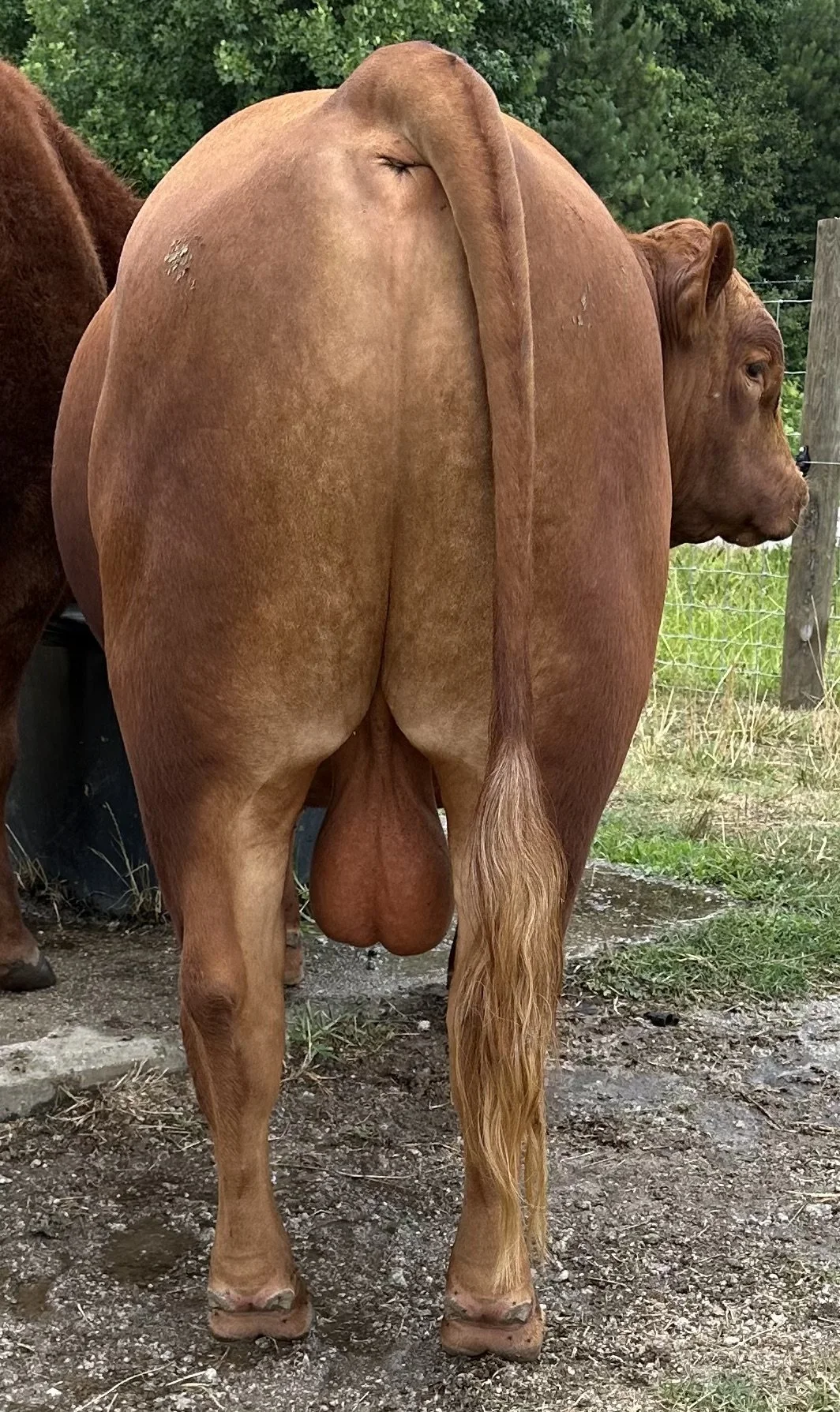 21K rear-view