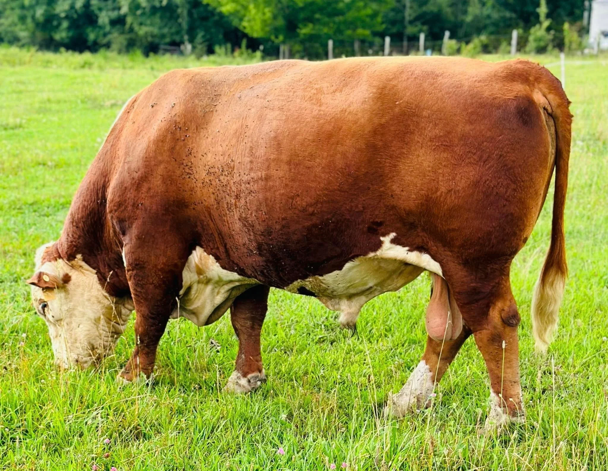 8131 sires fescue tolerance