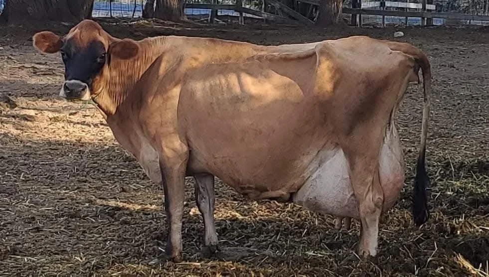 Dam Excellent 92 at 13-years-old. 300,000lbs of milk during her lifetime.