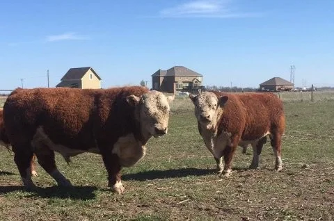 Yearling sons of P-17