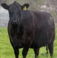 Pinebank Waigroup 41/97's daughter at 6-years-old