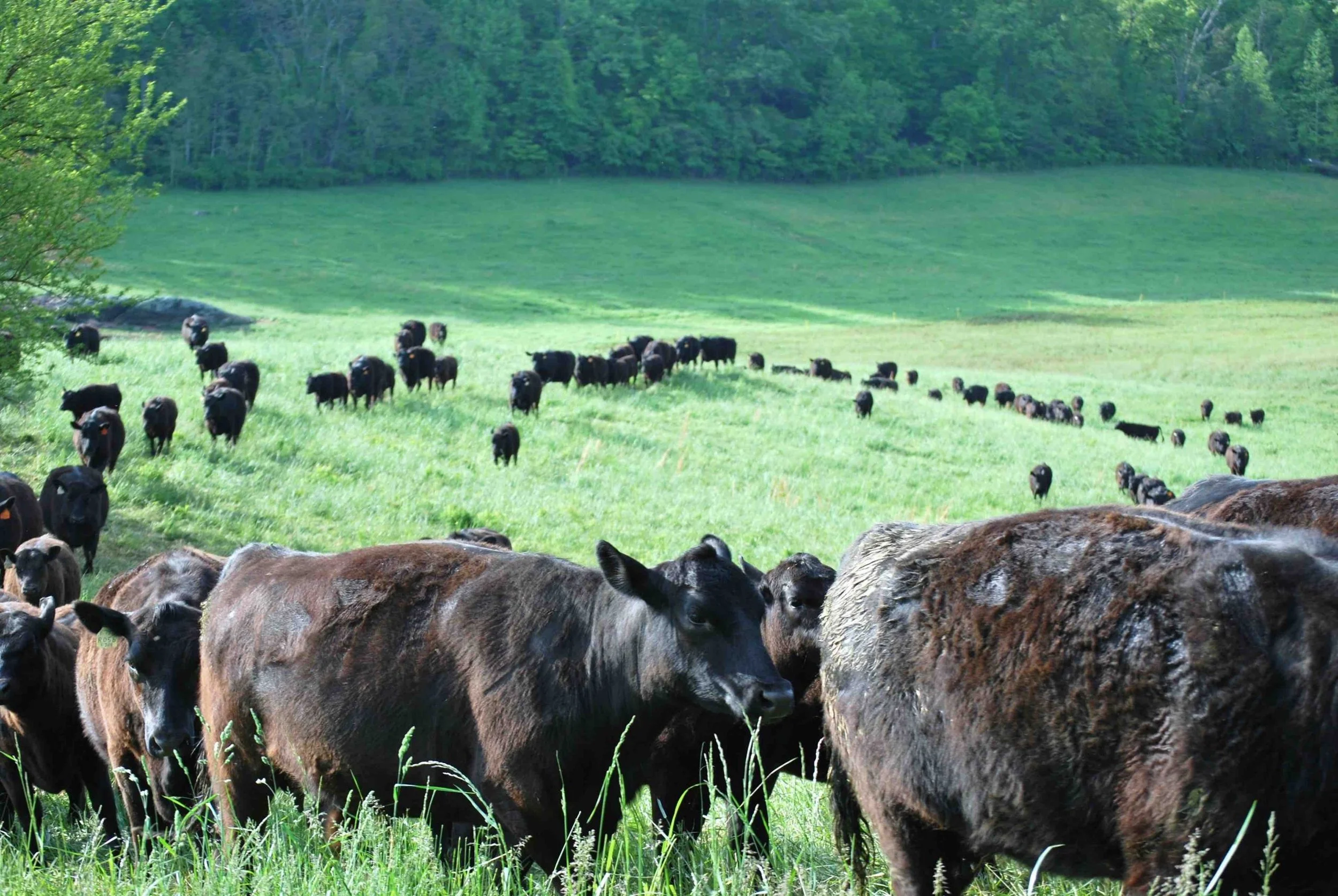 Sustainable Genetics herd in the field. 