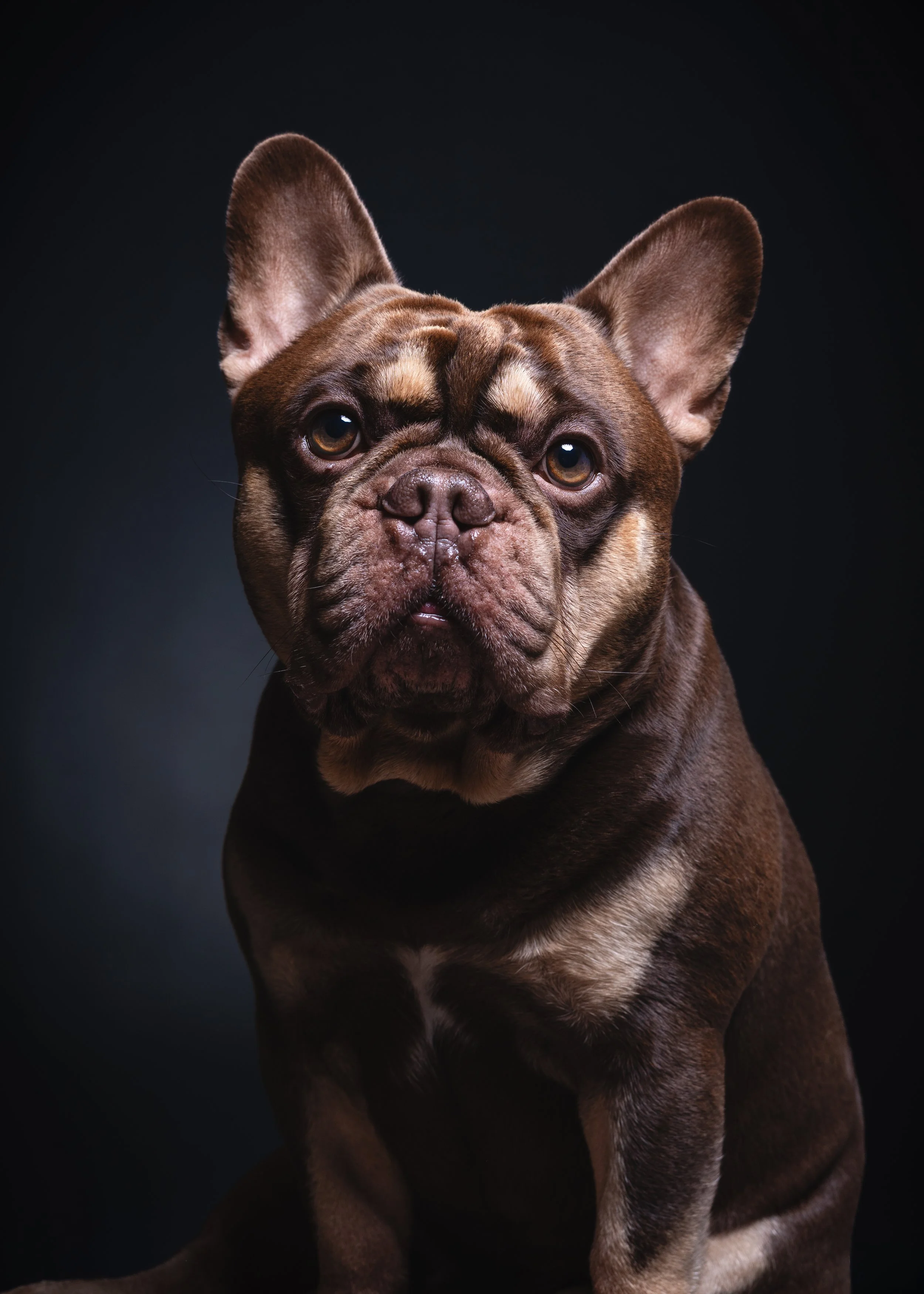 Premium Pet Portrait