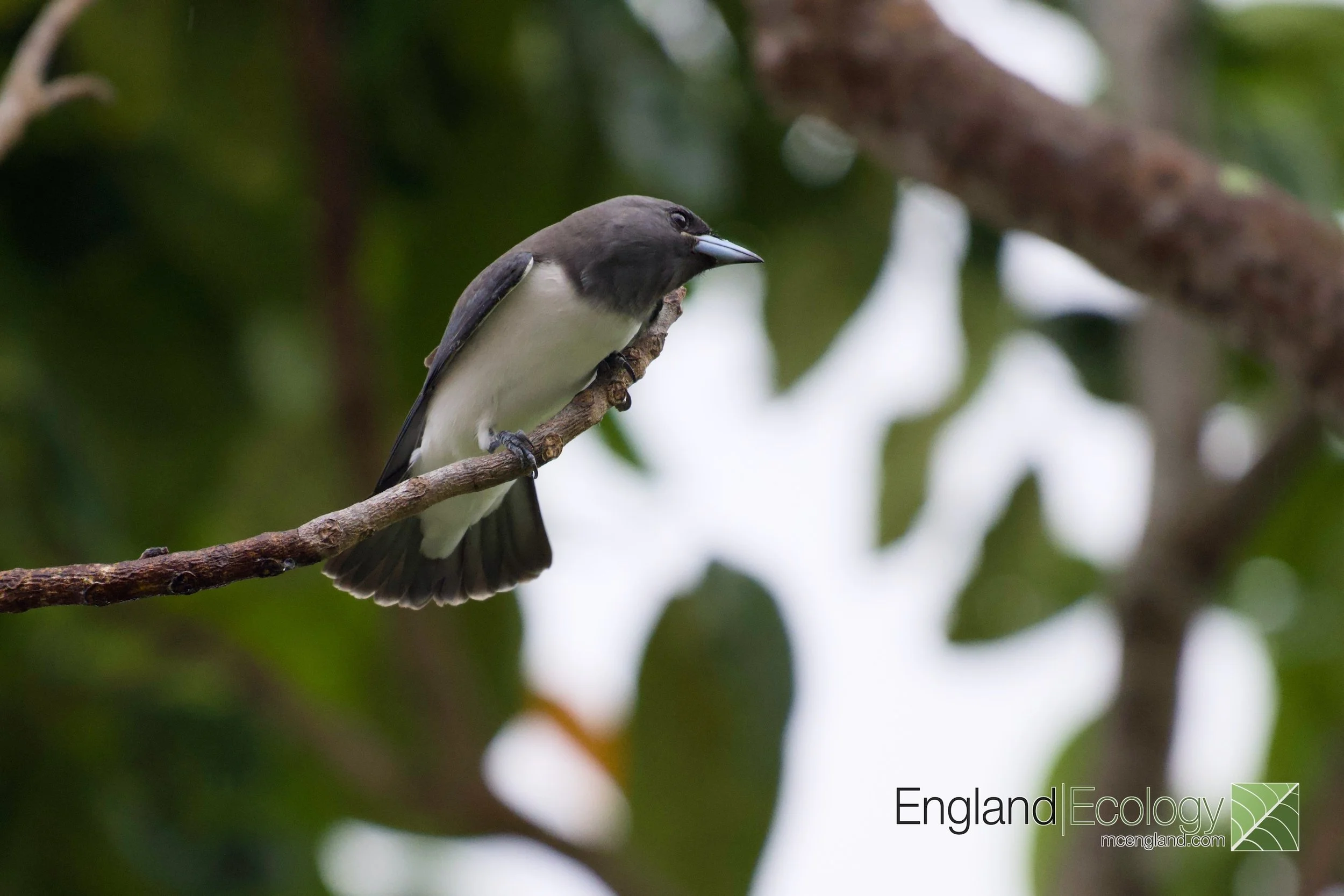 White-breasted Woodswallow