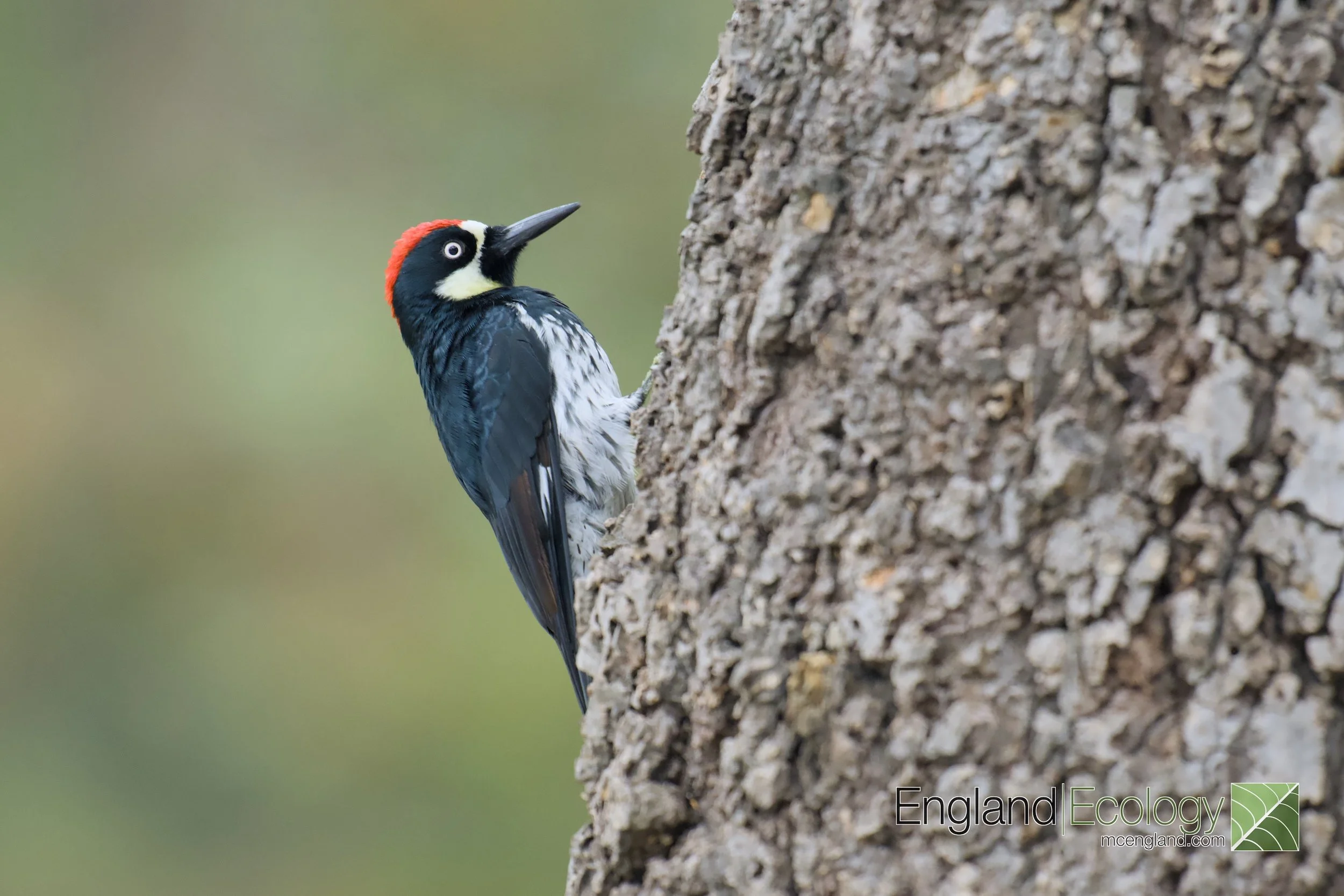 Acorn Woodpecker