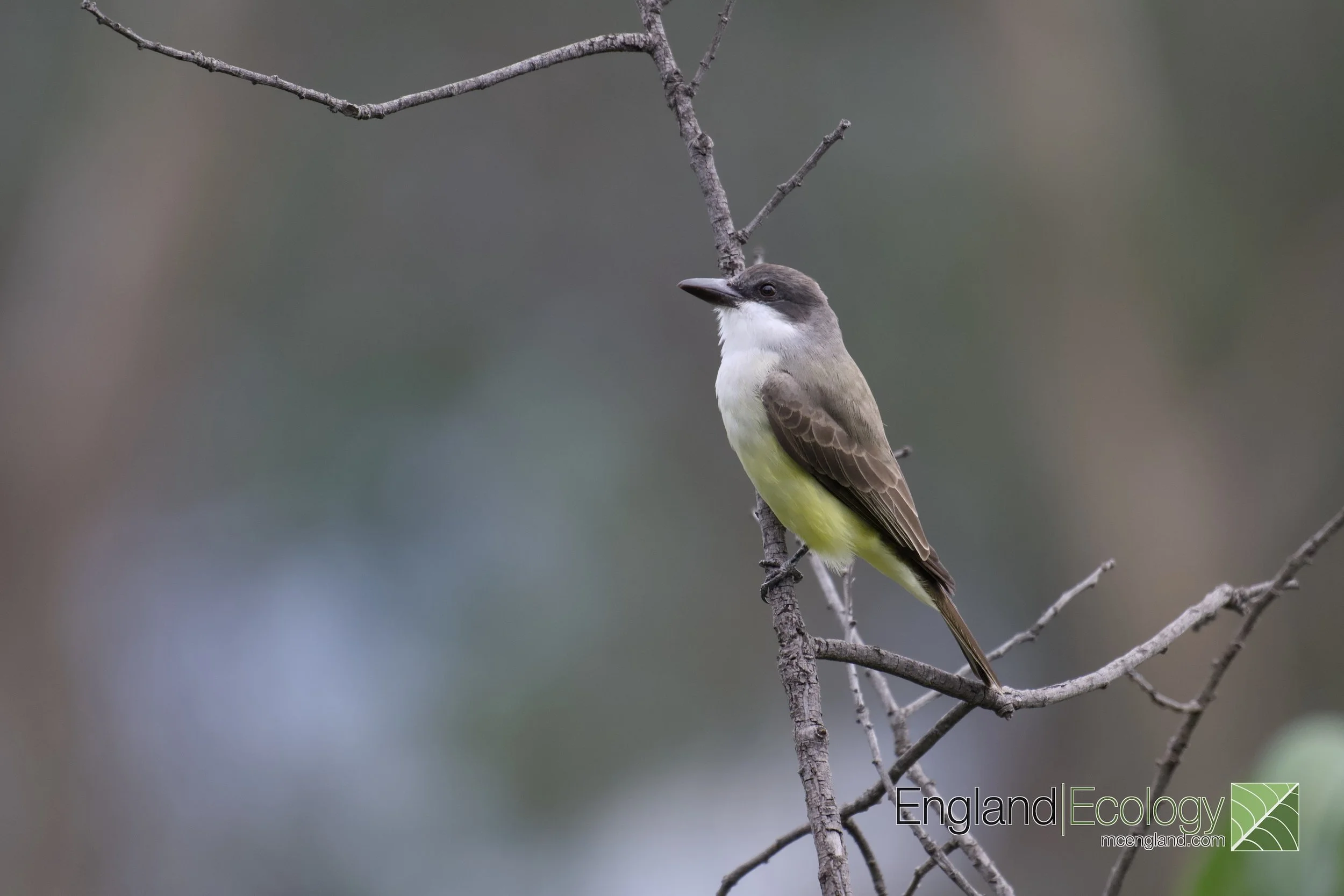 Thick-billed Kingbird