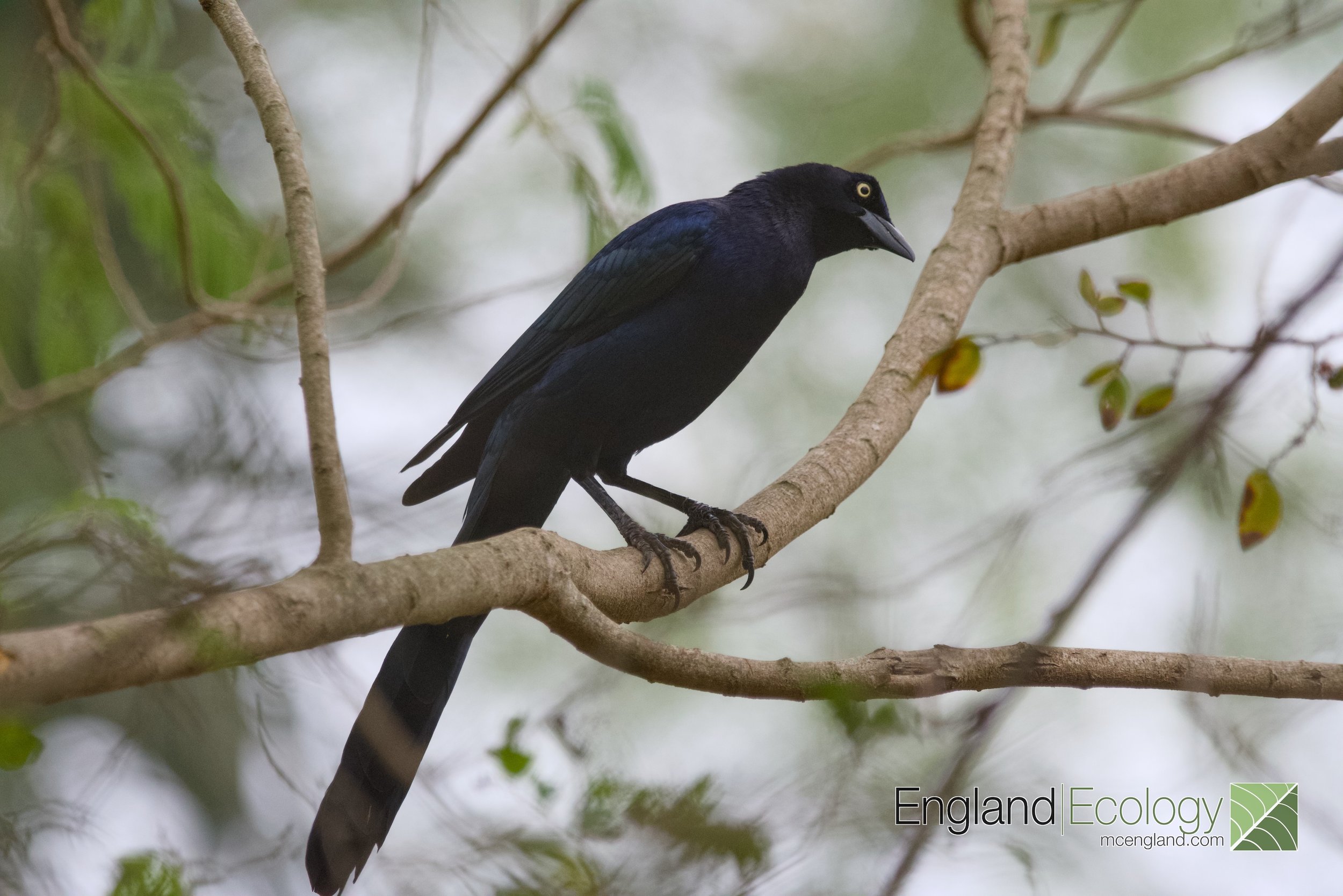 Great-tailed Grackle
