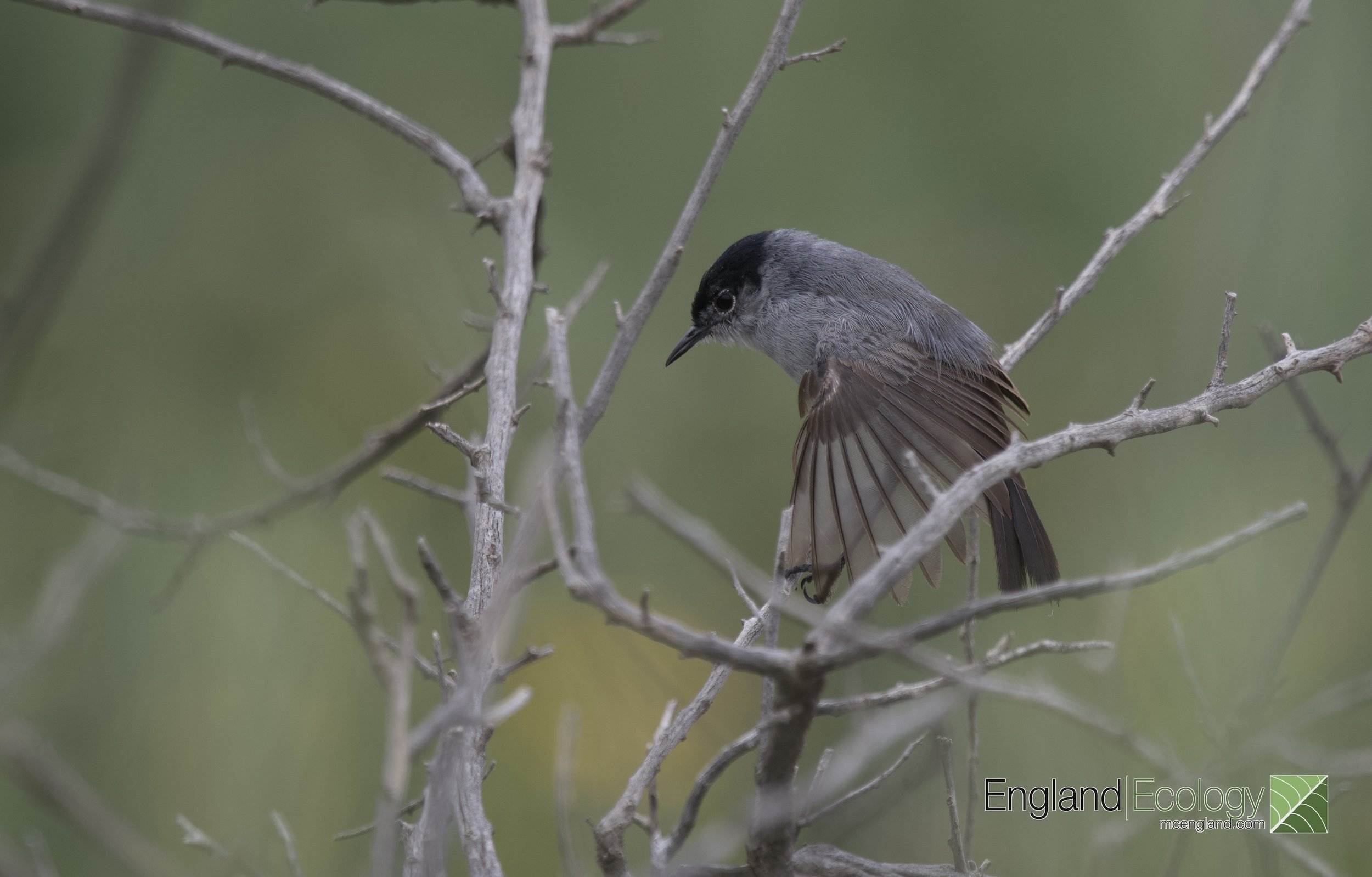 California Gnatcatcher Digital Download