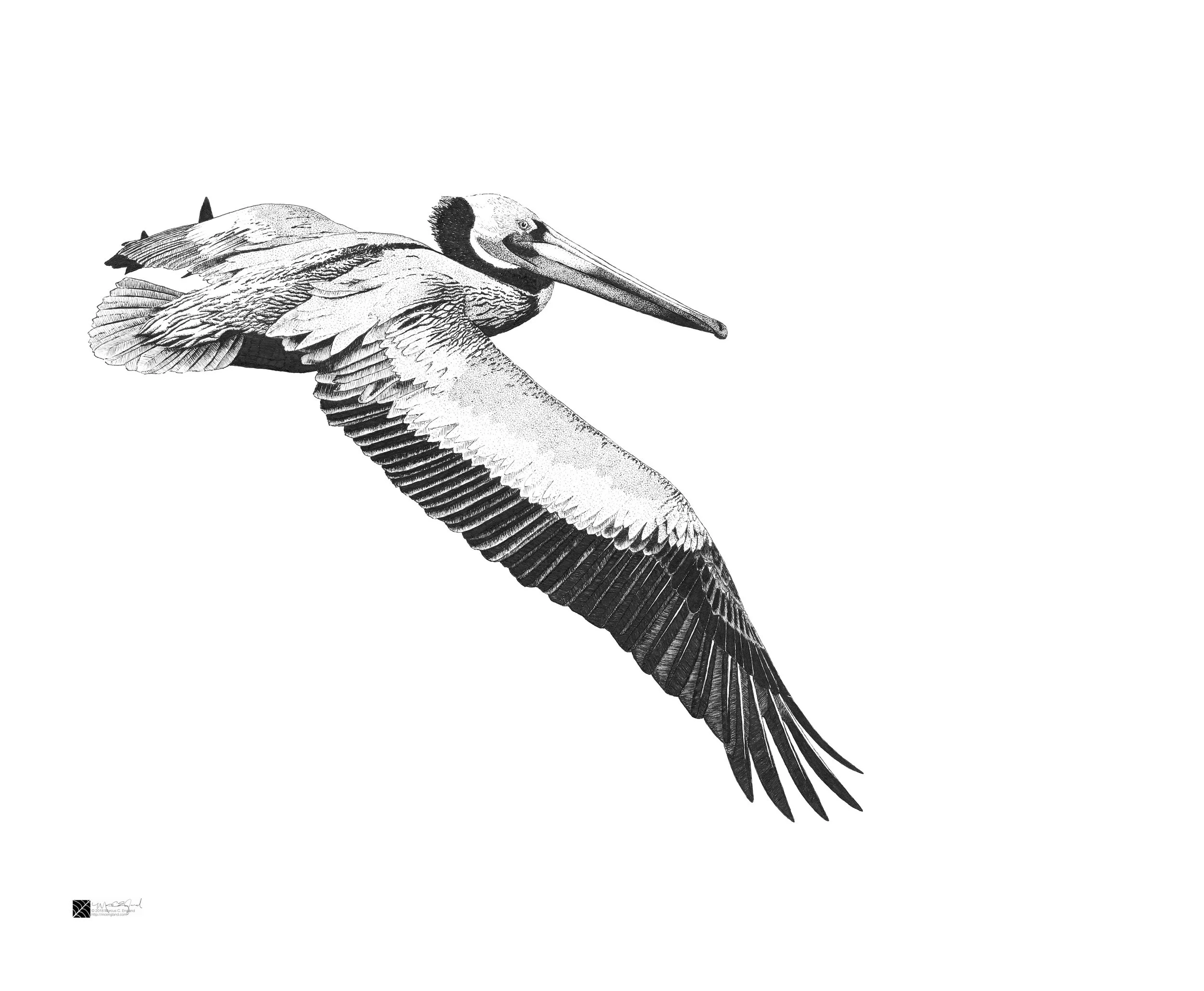Brown Pelican