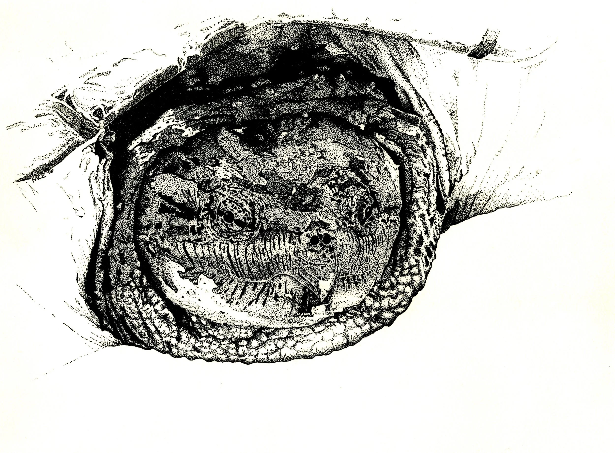 Common Snapping Turtle