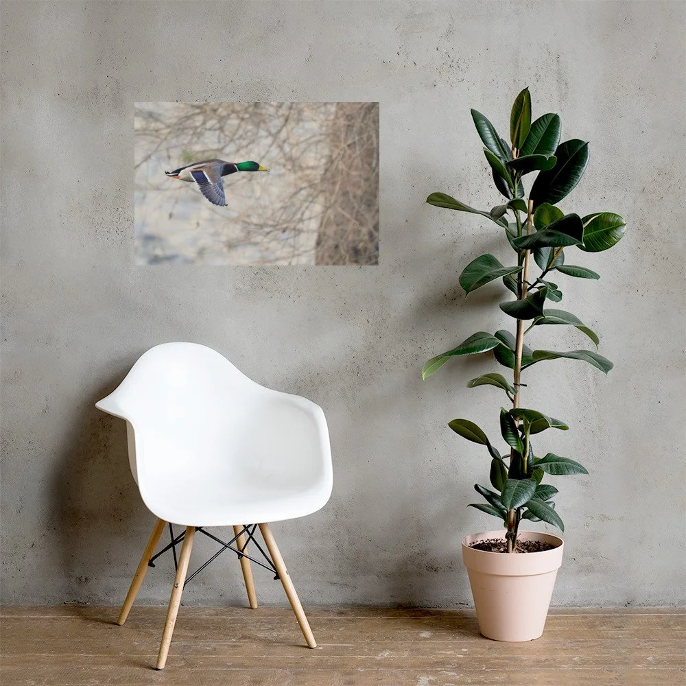 enhanced-matte-paper-poster-(in)-20x30-lifestyle-1-6a39346dec9b2.jpg