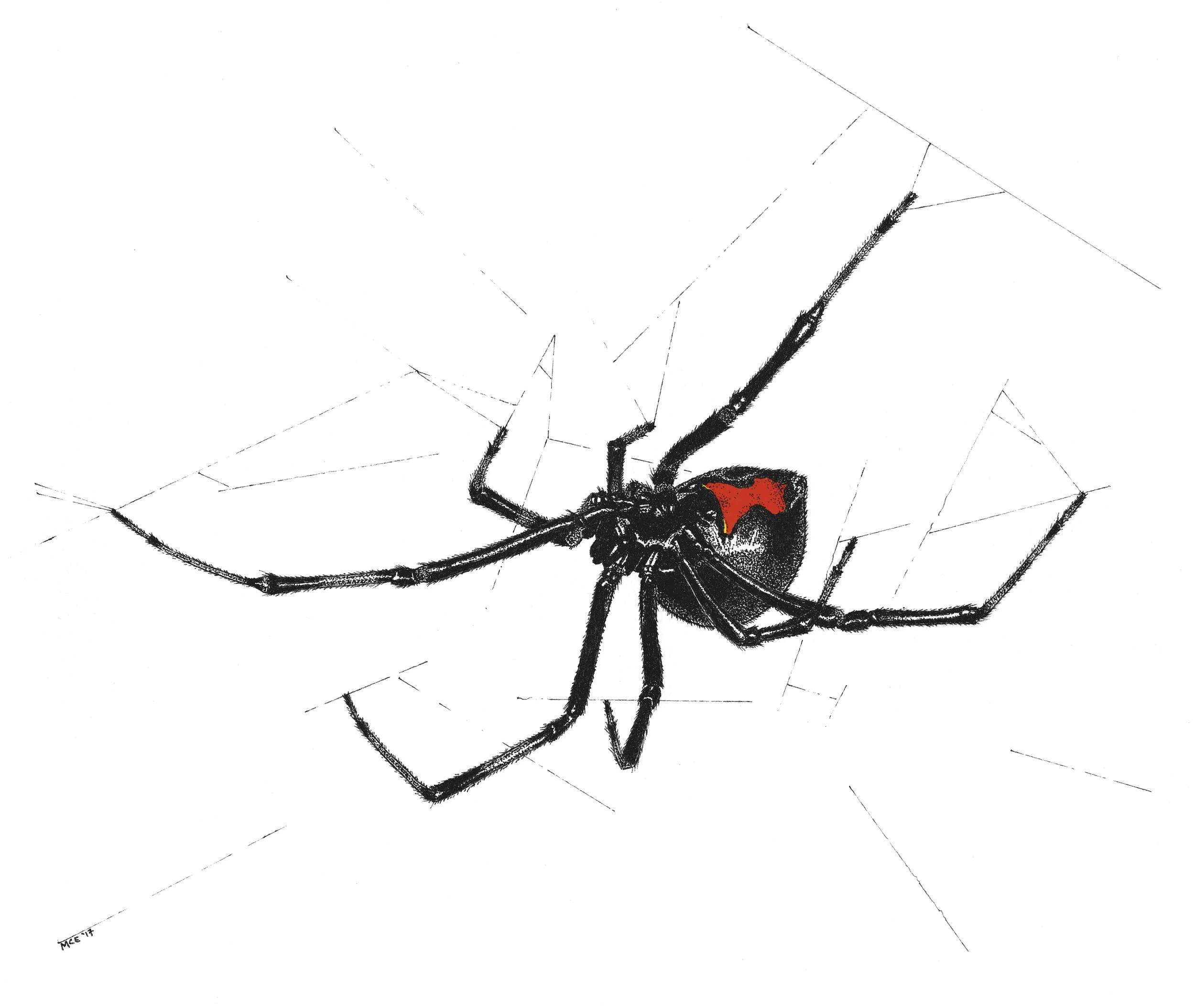 Southern Black Widow