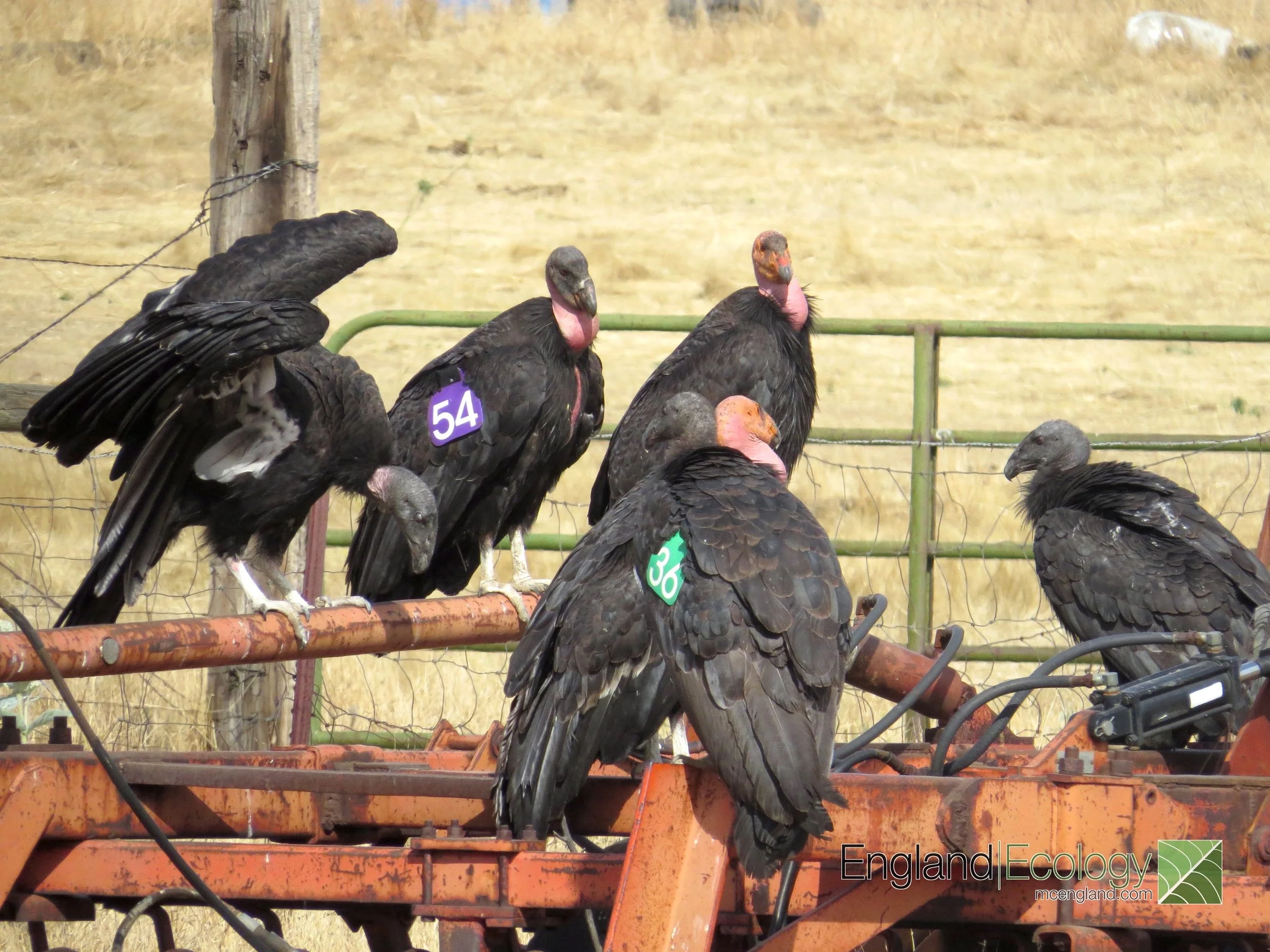Department of Interior Rescinds the Regulatory Definition of “Harm” Under the Federal Endangered Species Act