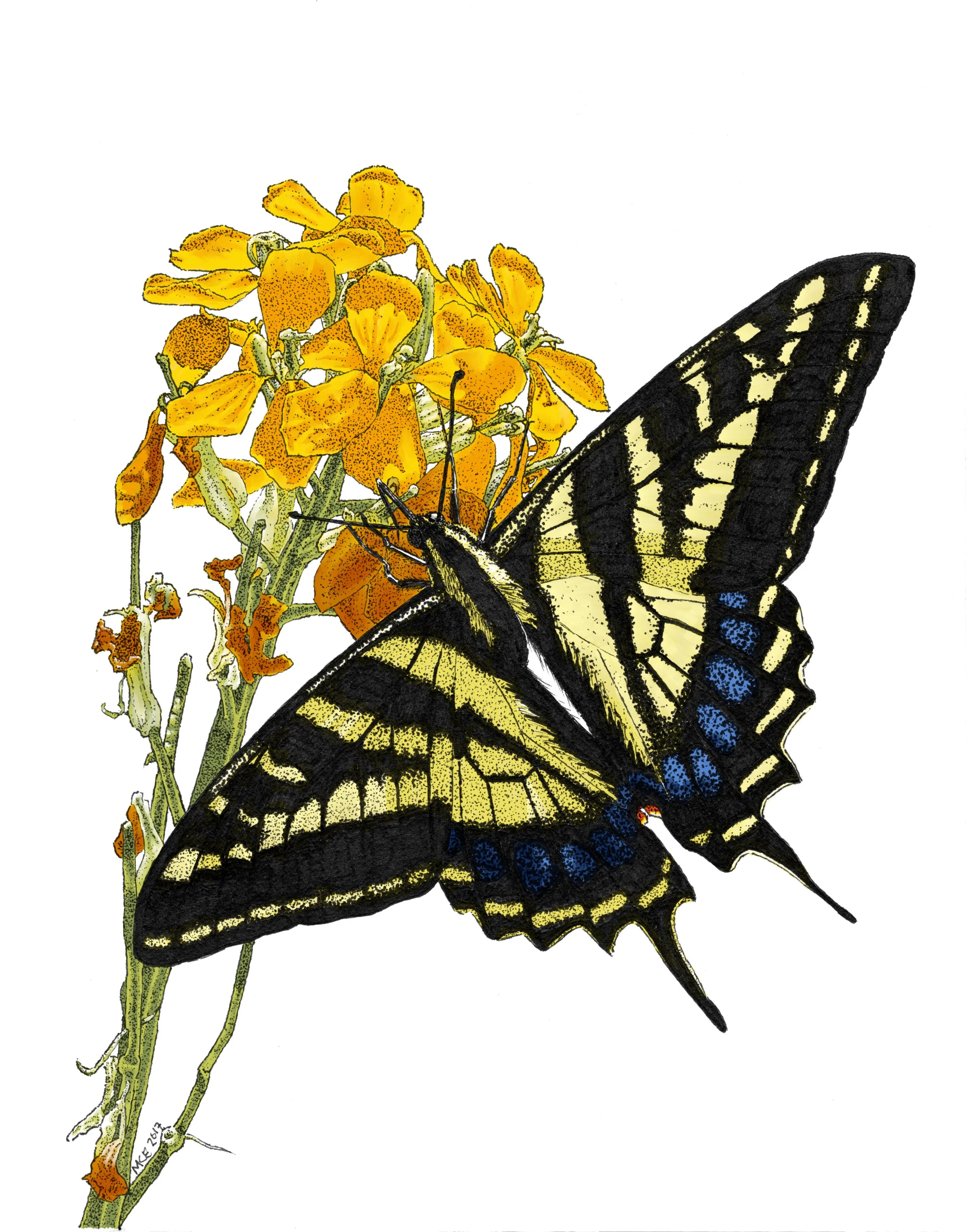 Western Tiger Swallowtail