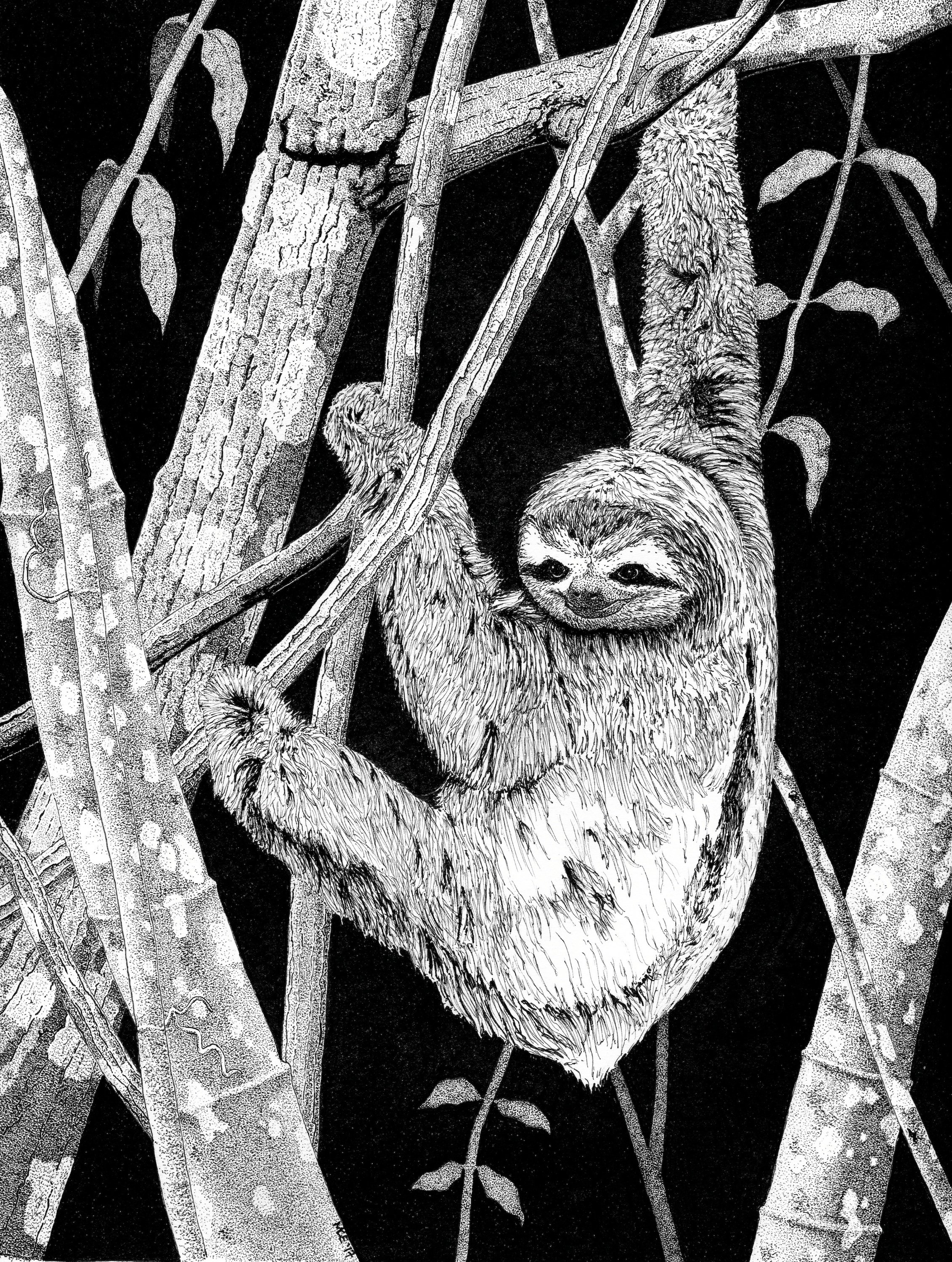 Brown-throated Three-toed Sloth