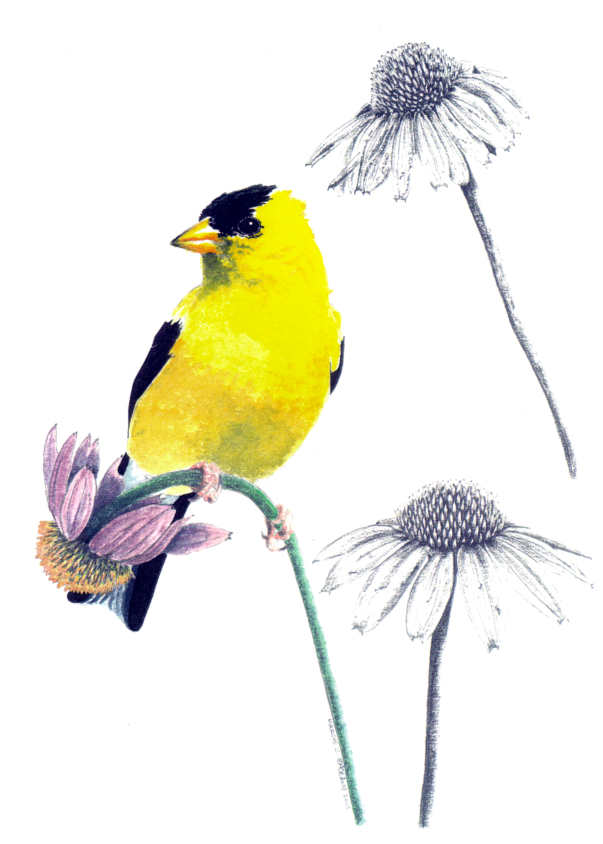American Goldfinch
