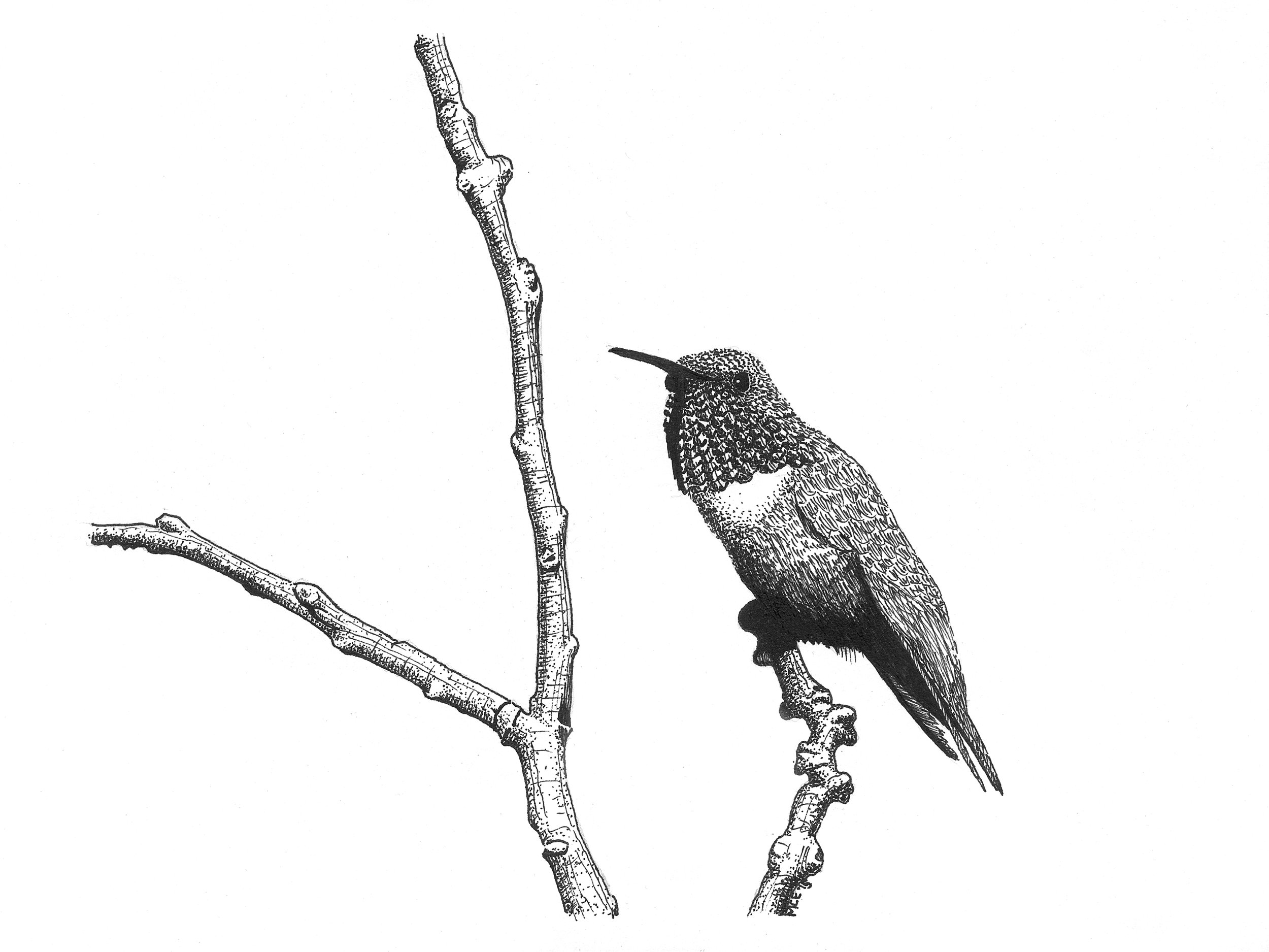 Allen’s Hummingbird