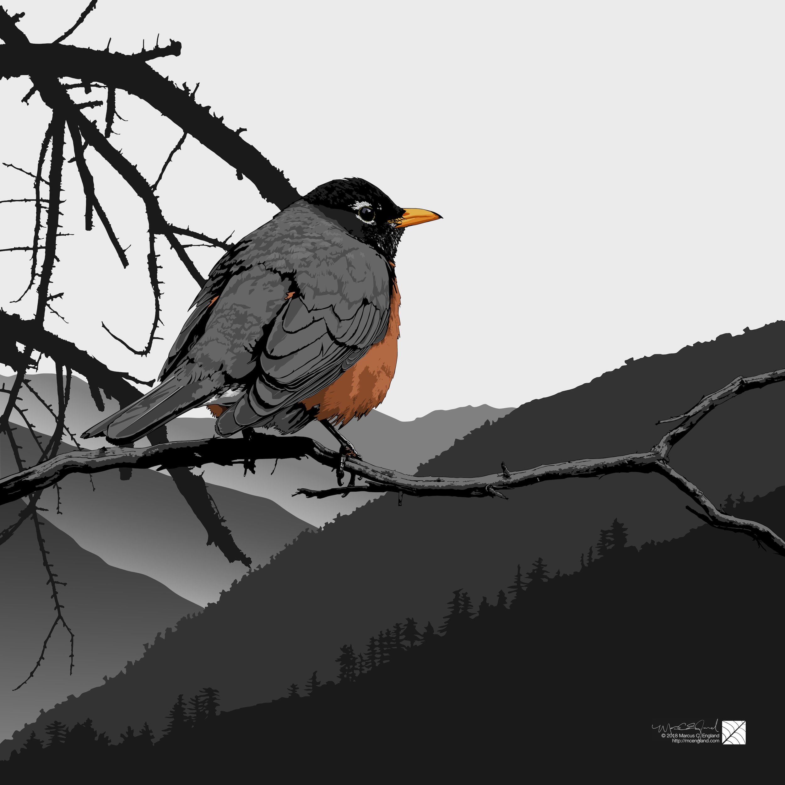 American Robin