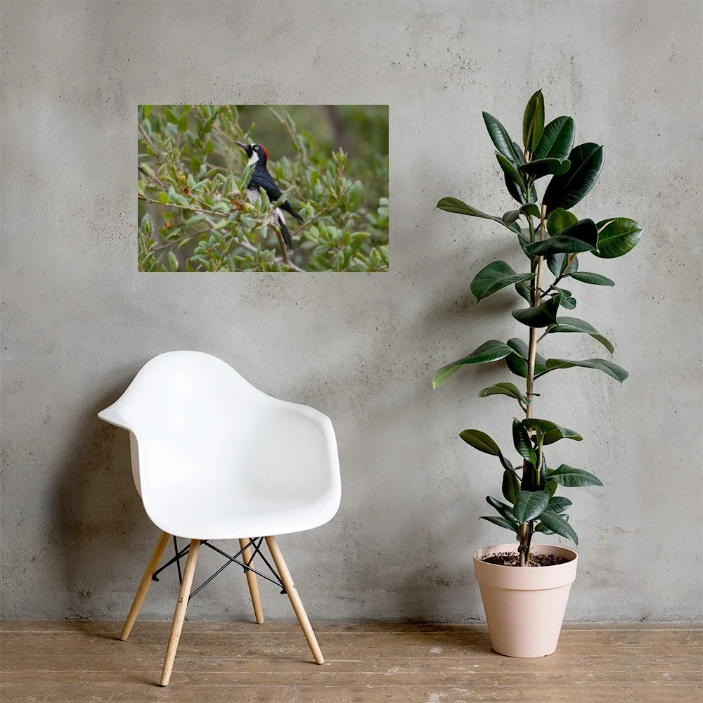 enhanced-matte-paper-poster-(in)-20x30-lifestyle-1-6aa15c986a498.jpg