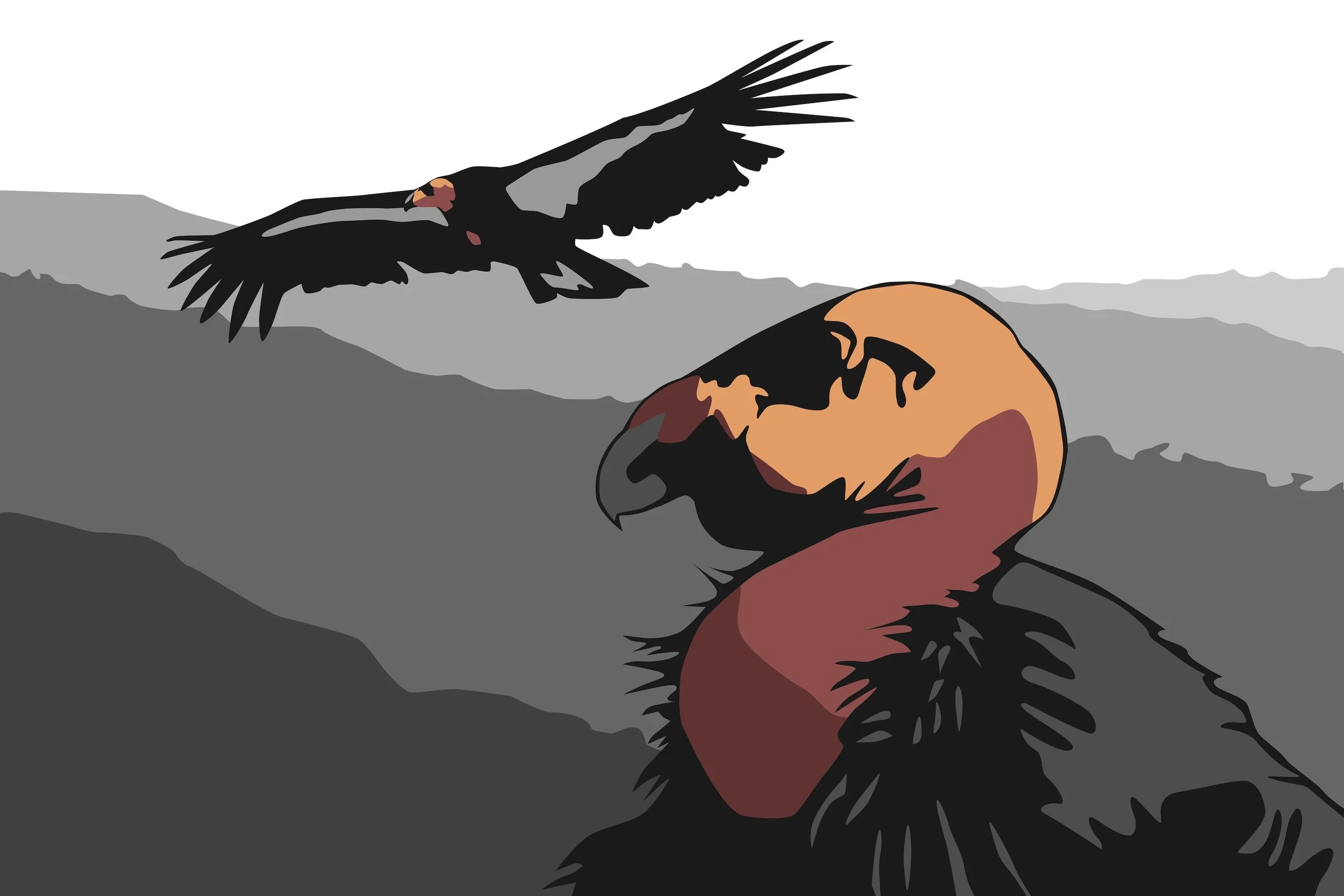 California Condor