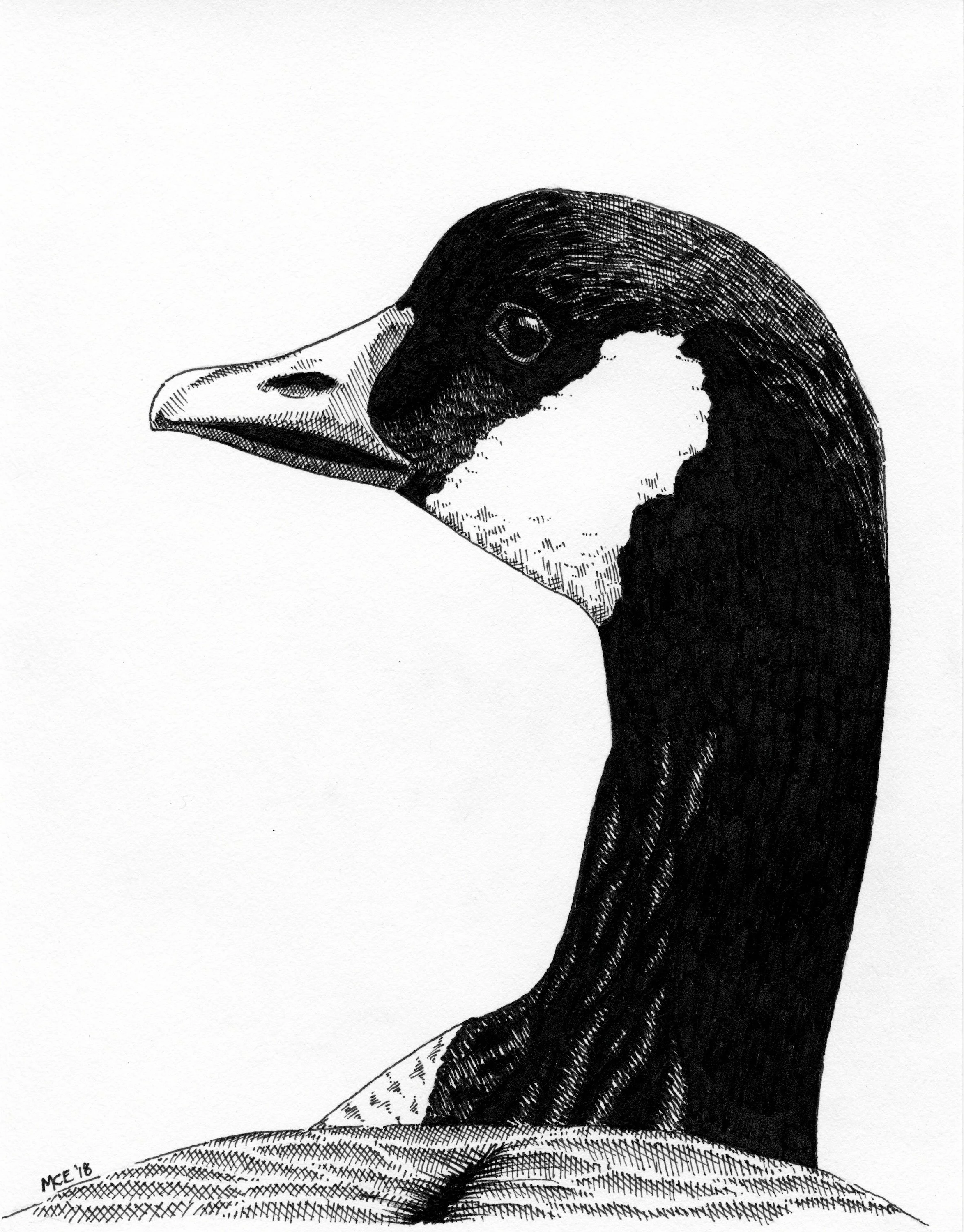 Canada Goose