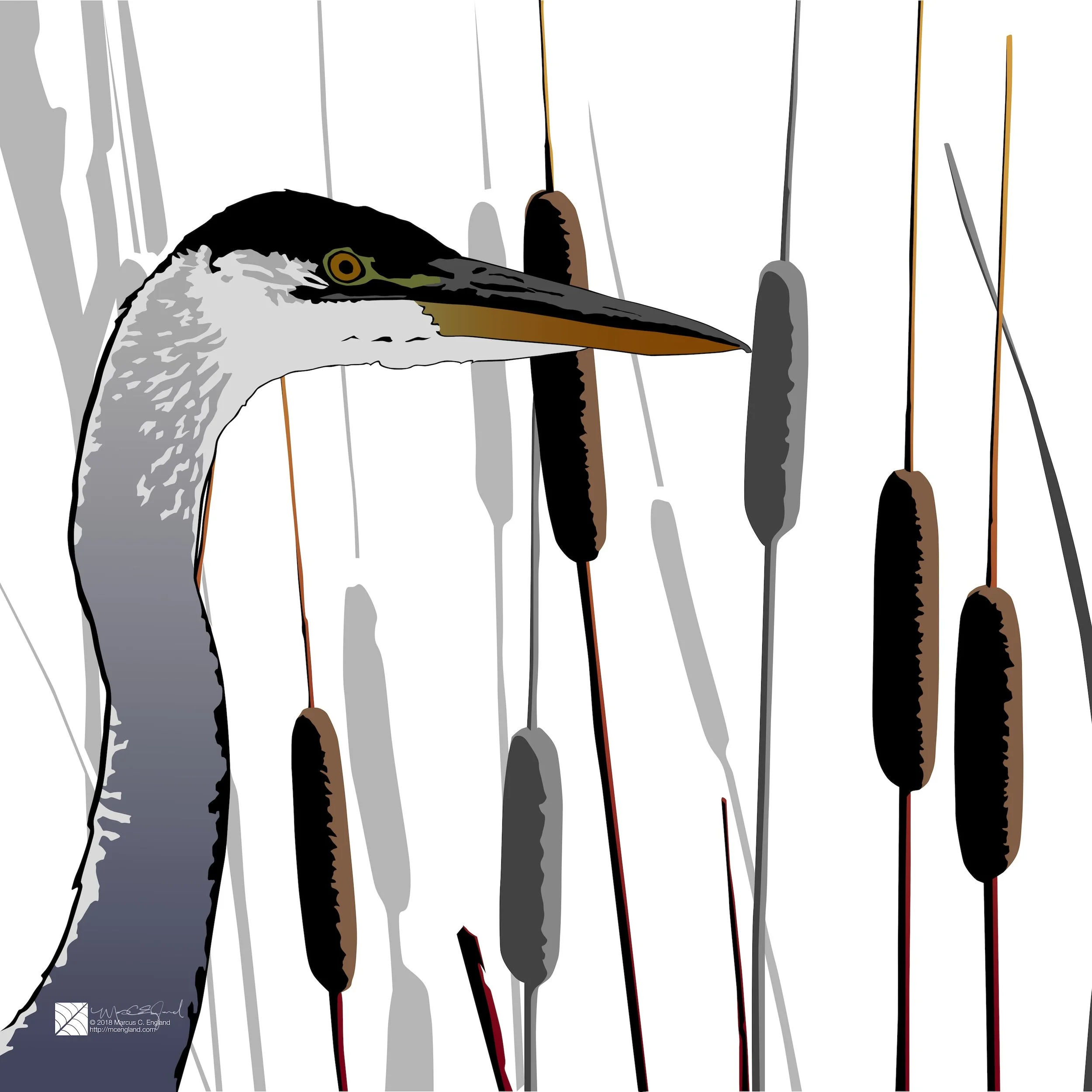 Great Blue Heron