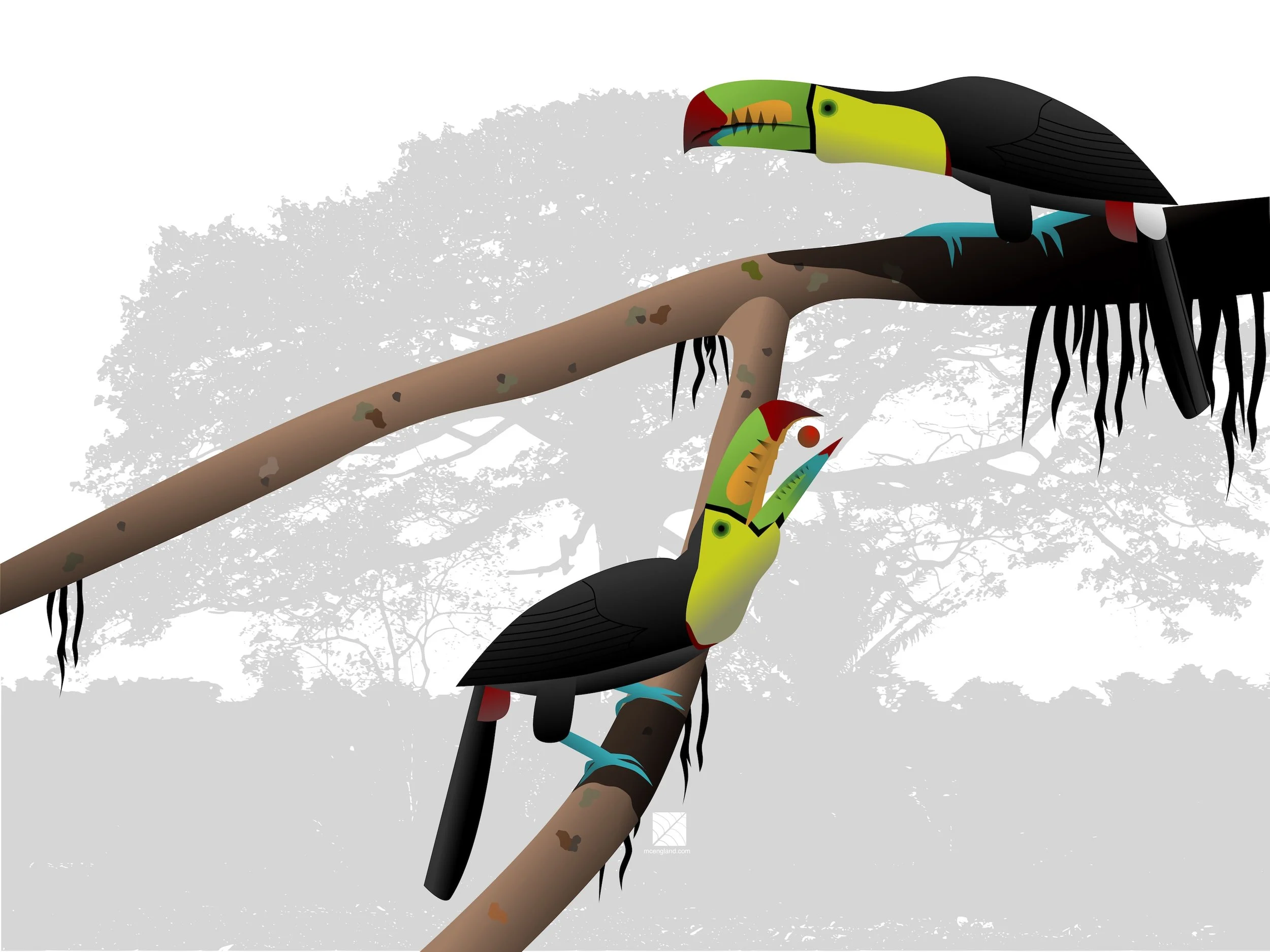 Keel-billed Toucan