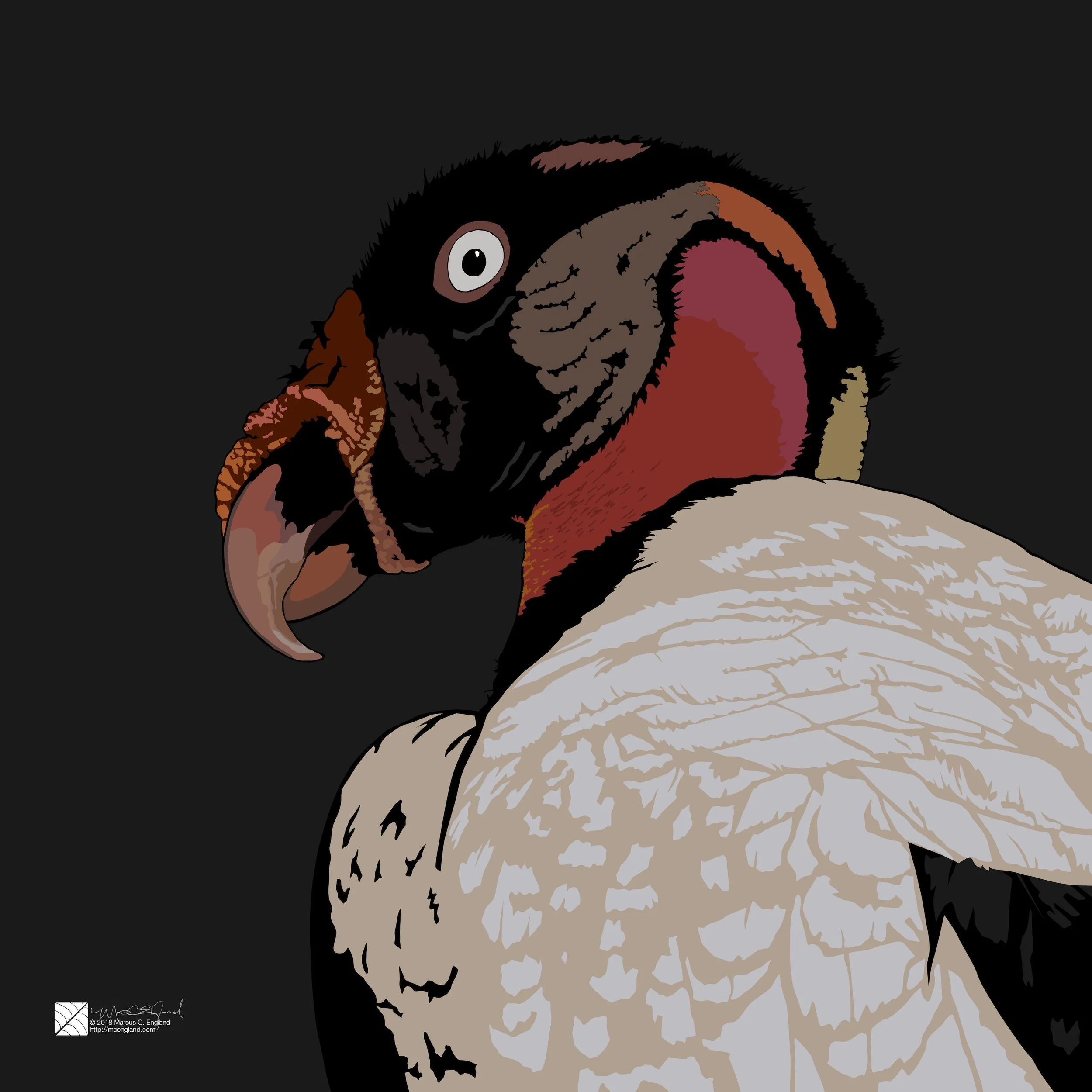 King Vulture