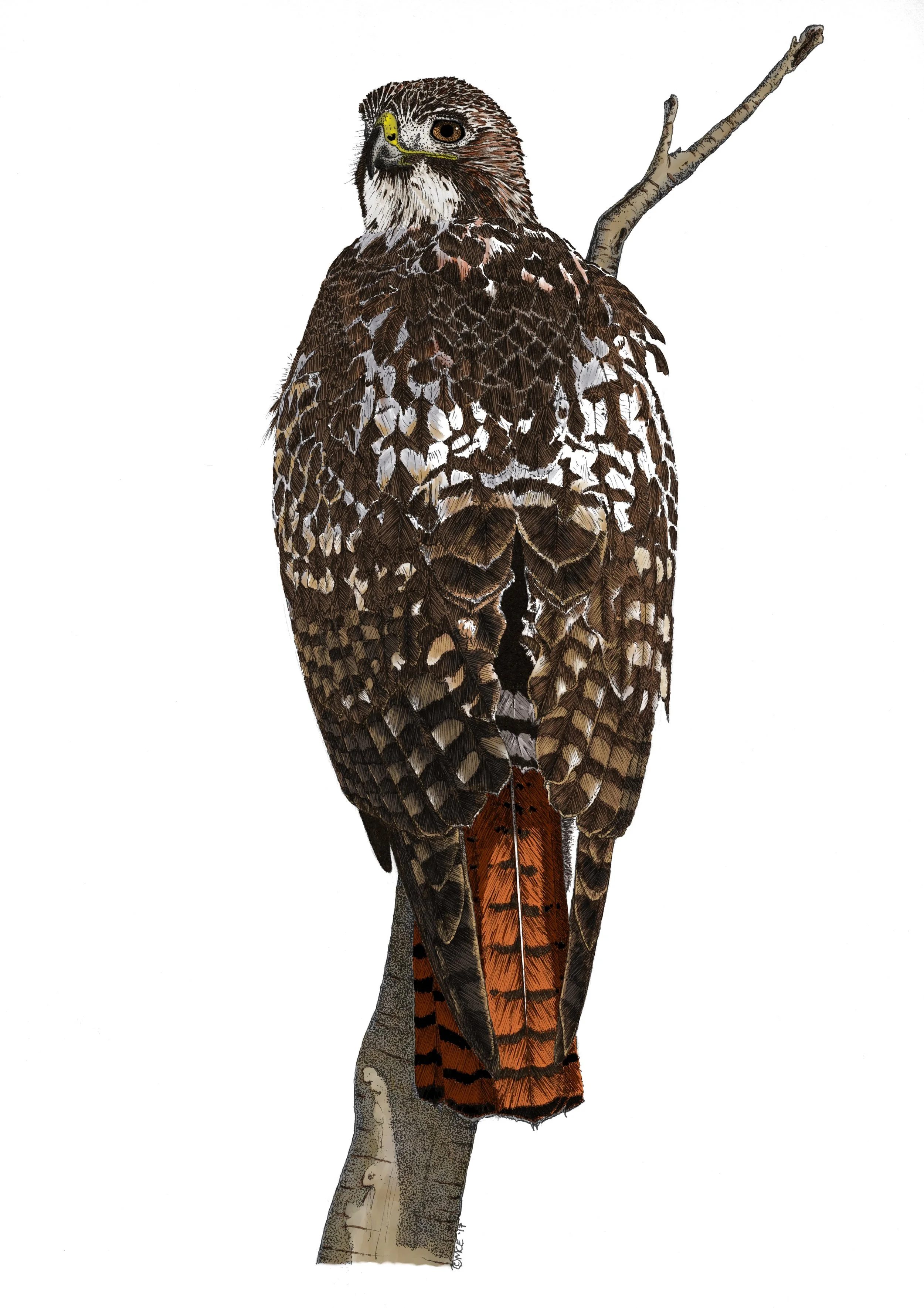 Red-tailed Hawk